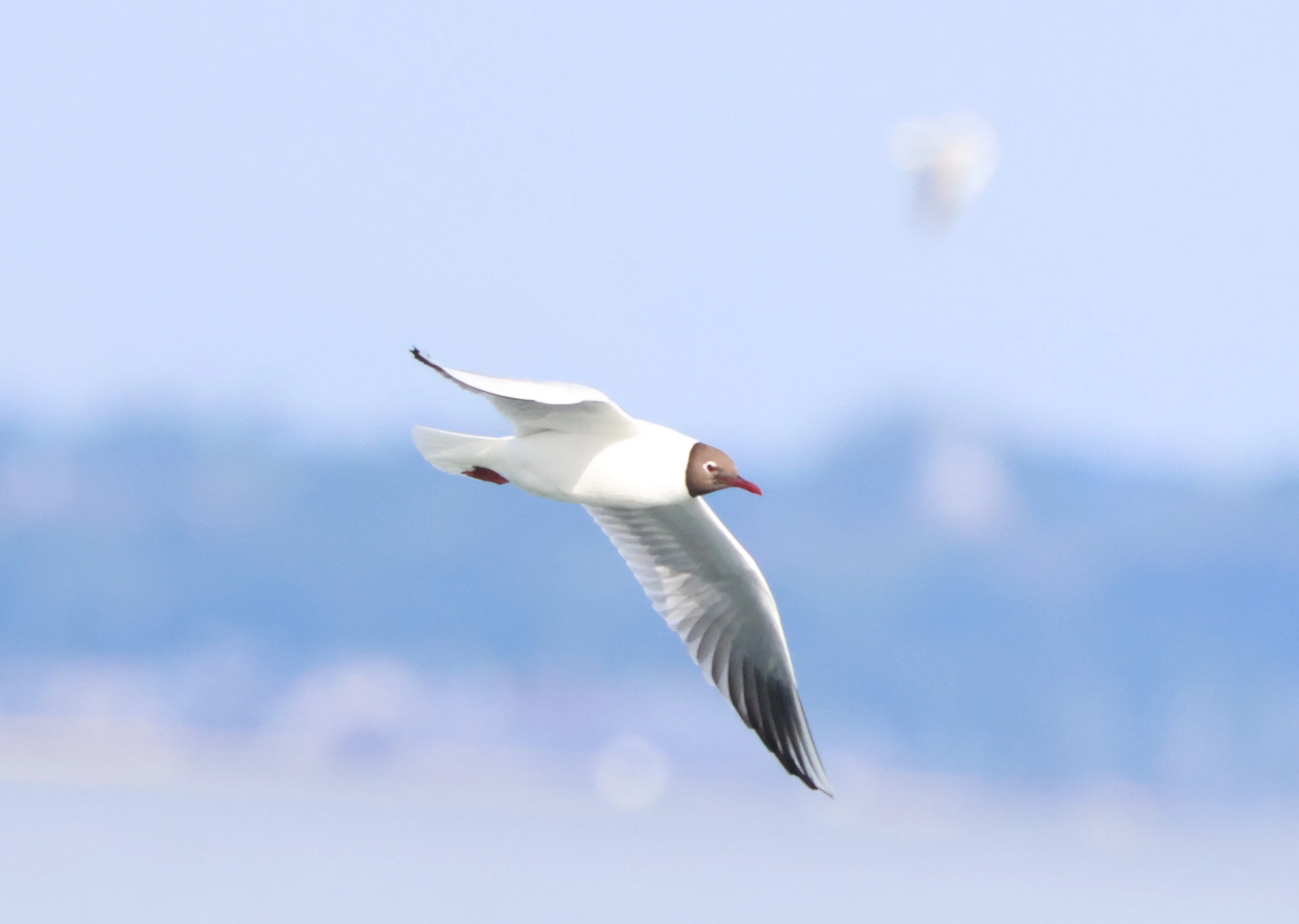 Black-headed gull, Beaulieu River, Beaulieu, New Forest, UK — photo by Adam Prugel-Bennett