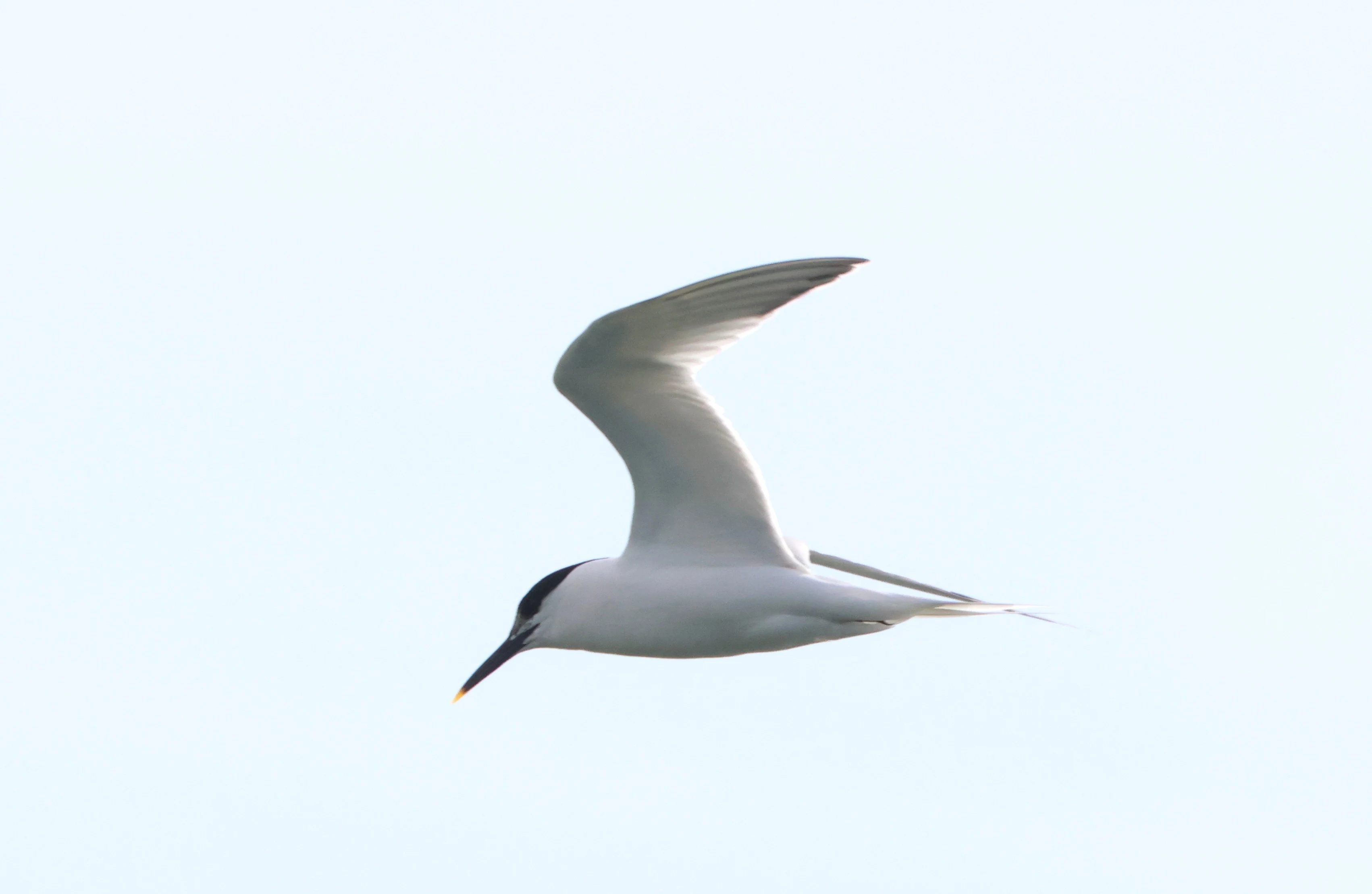 Sandwich Tern, Beaulieu River, Beaulieu, New Forest, UK — photo by Adam Prugel-Bennett