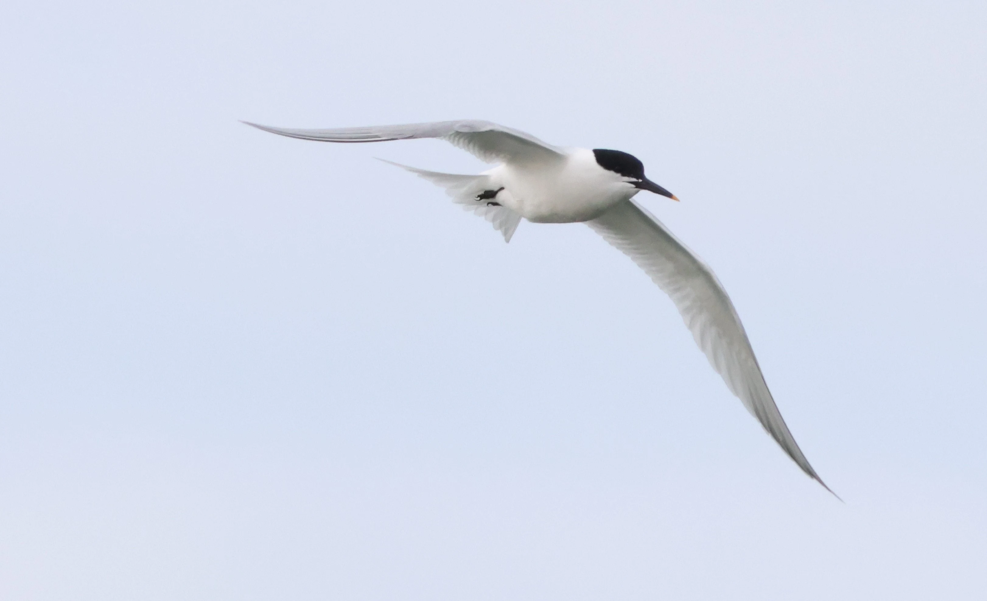 Sandwich Tern, Beaulieu River, Beaulieu, New Forest, UK — photo by Adam Prugel-Bennett