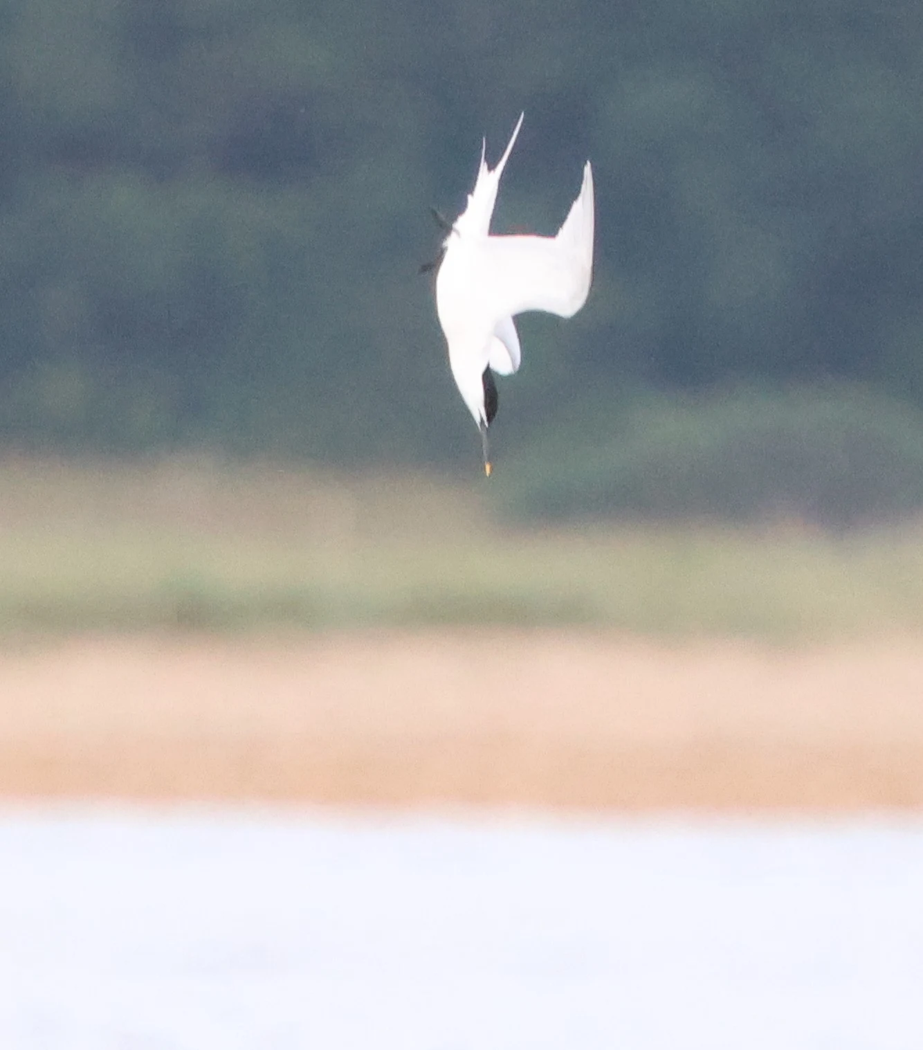 Sandwich Tern, Beaulieu River, Beaulieu, New Forest, UK — photo by Adam Prugel-Bennett