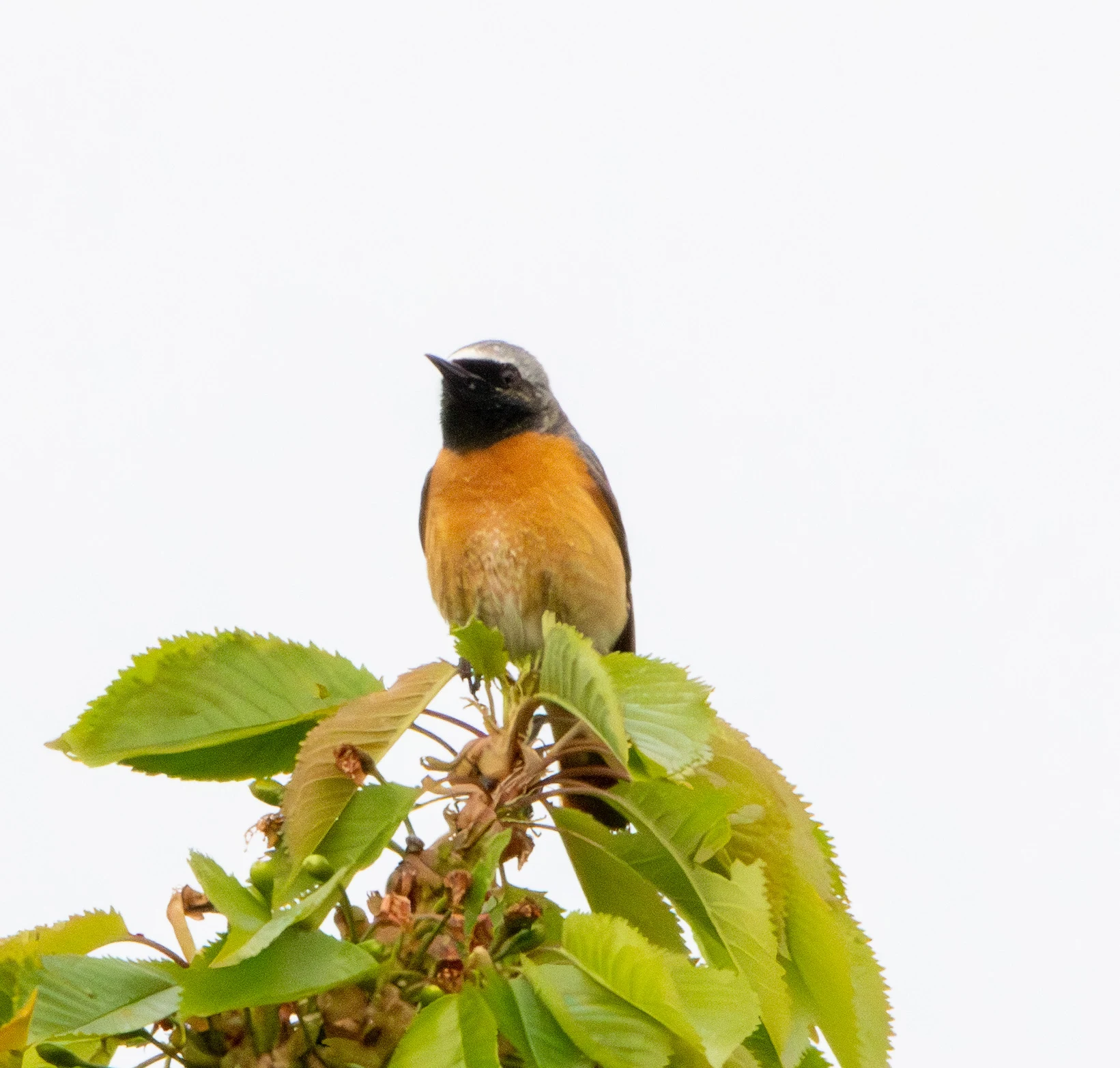 Common Redstart, Transylvania, Romania — photo by Adam Prugel-Bennett