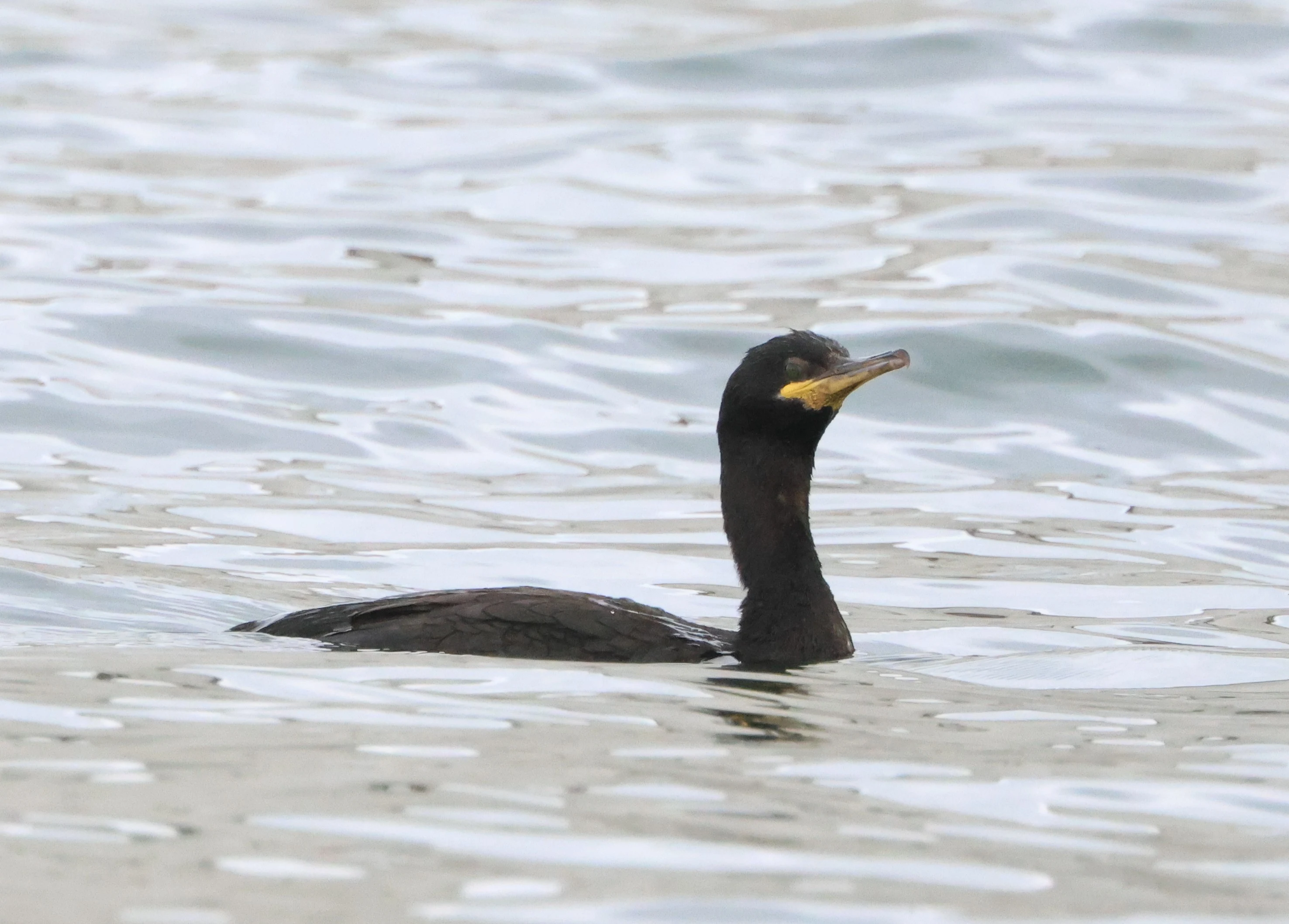 Shag, Beaulieu River, Beaulieu, New Forest, UK — photo by Adam Prugel-Bennett