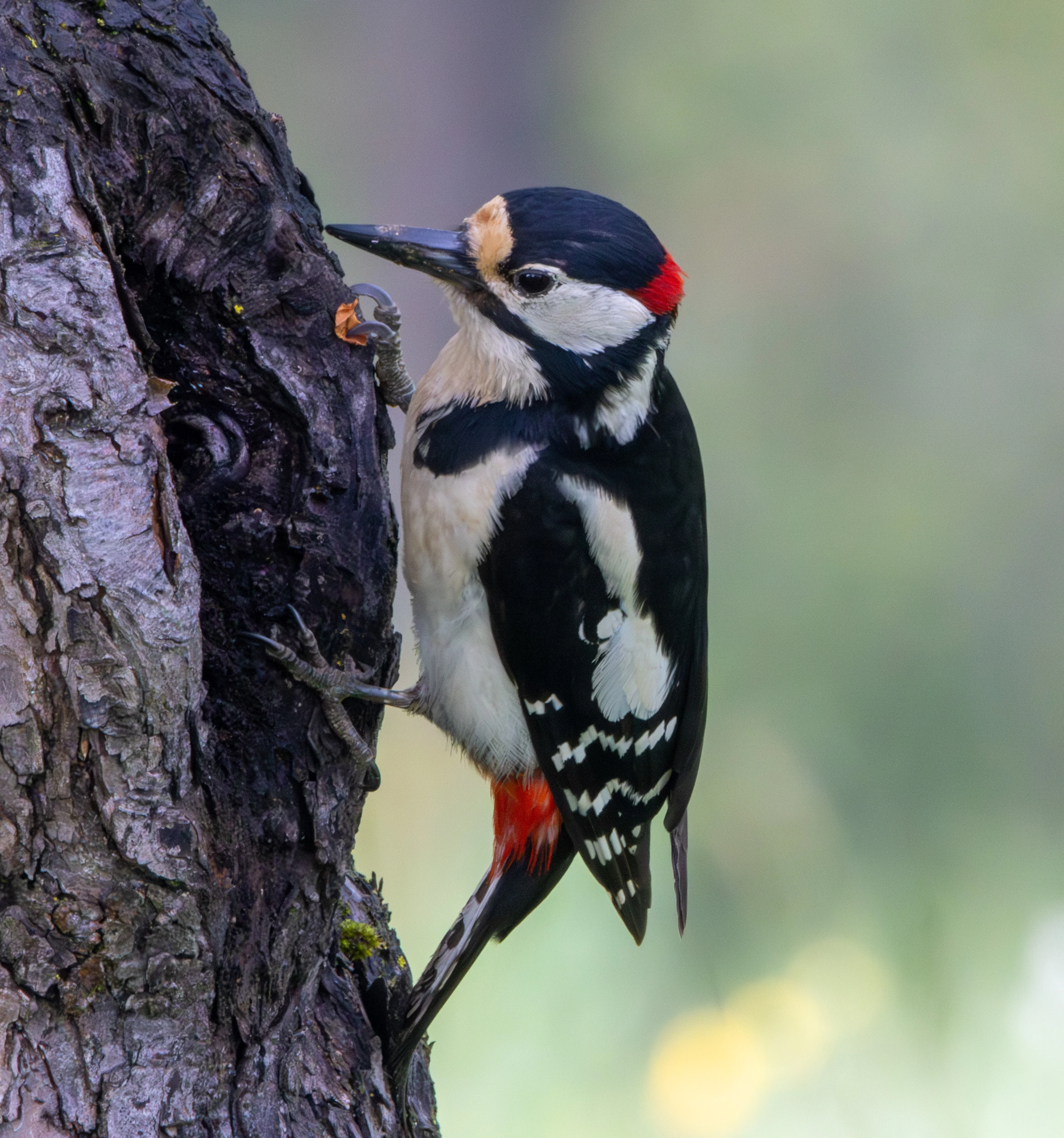 Great Spotted Woodpecker, Transylvania, Romania — photo by Adam Prugel-Bennett