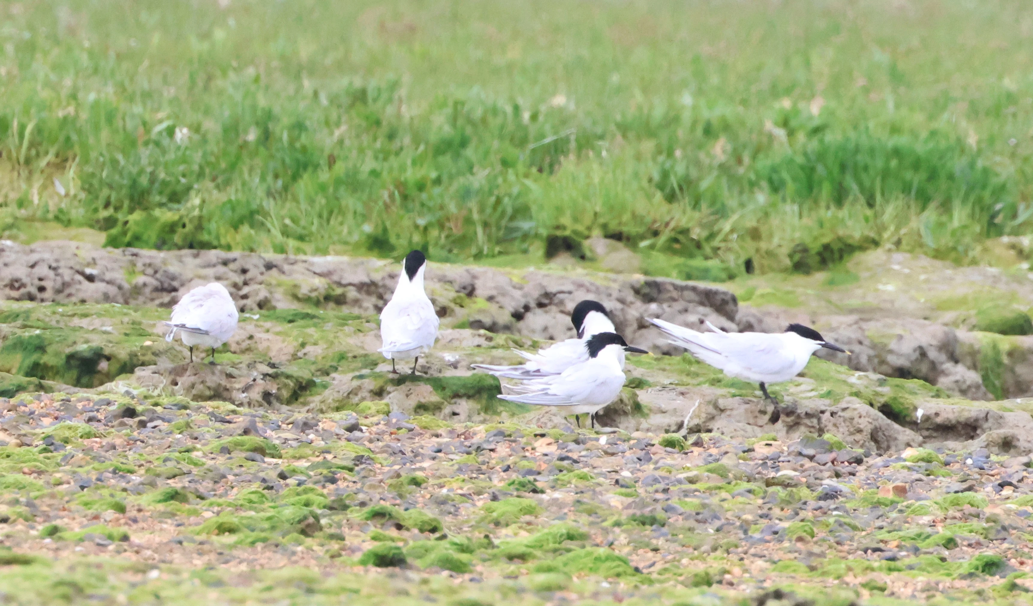 Sandwich Tern, Beaulieu River, Beaulieu, New Forest, UK — photo by Adam Prugel-Bennett