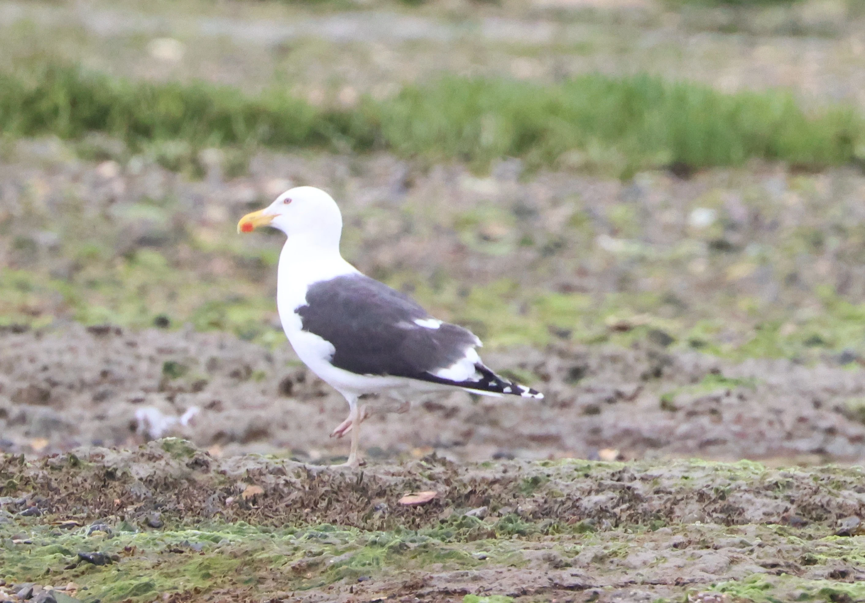 Great black-backed gull, Beaulieu River, Beaulieu, New Forest, UK — photo by Adam Prugel-Bennett