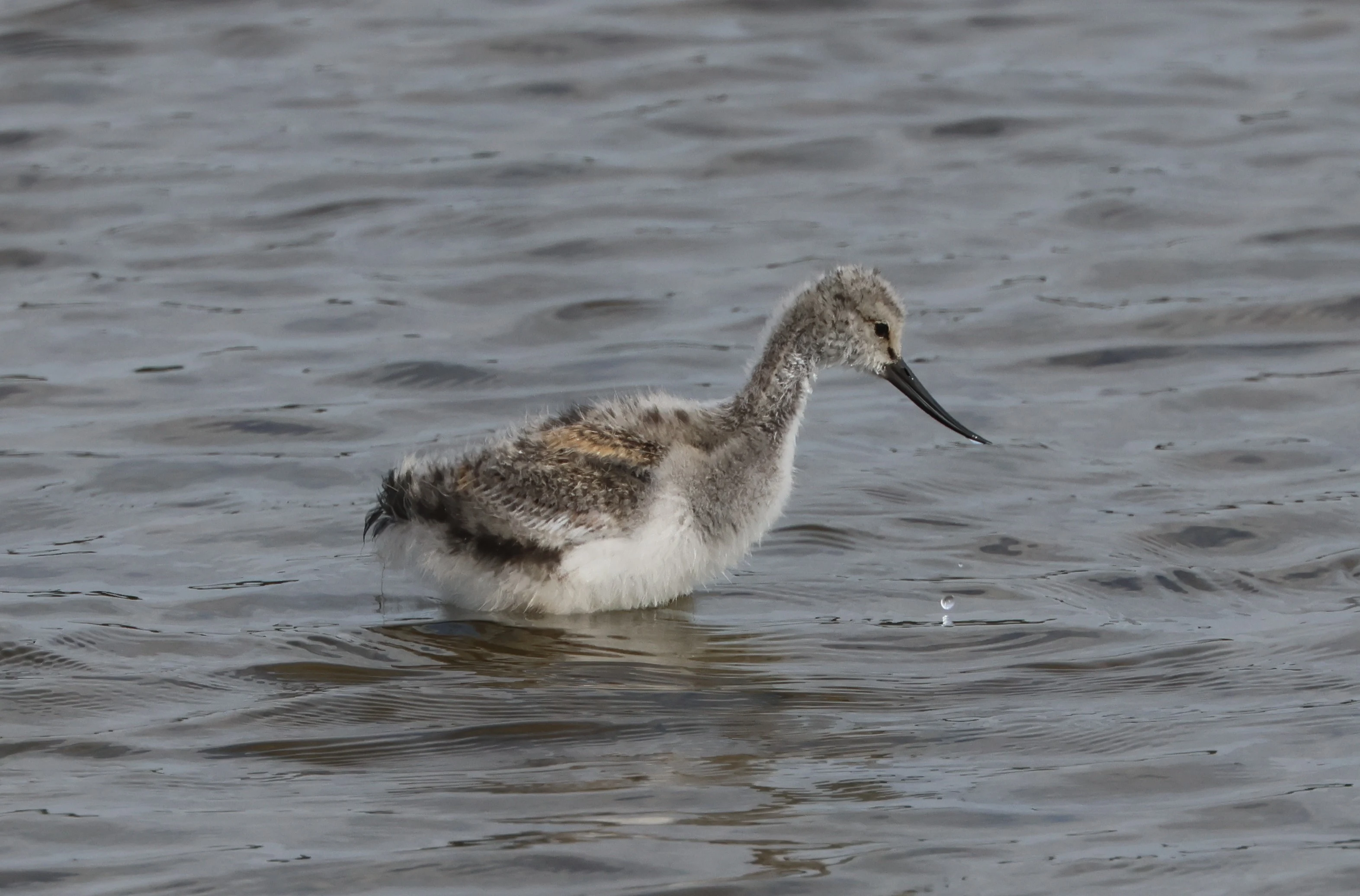 Avocet Chick, Lymington, New Forest, UK — photo by Adam Prugel-Bennett