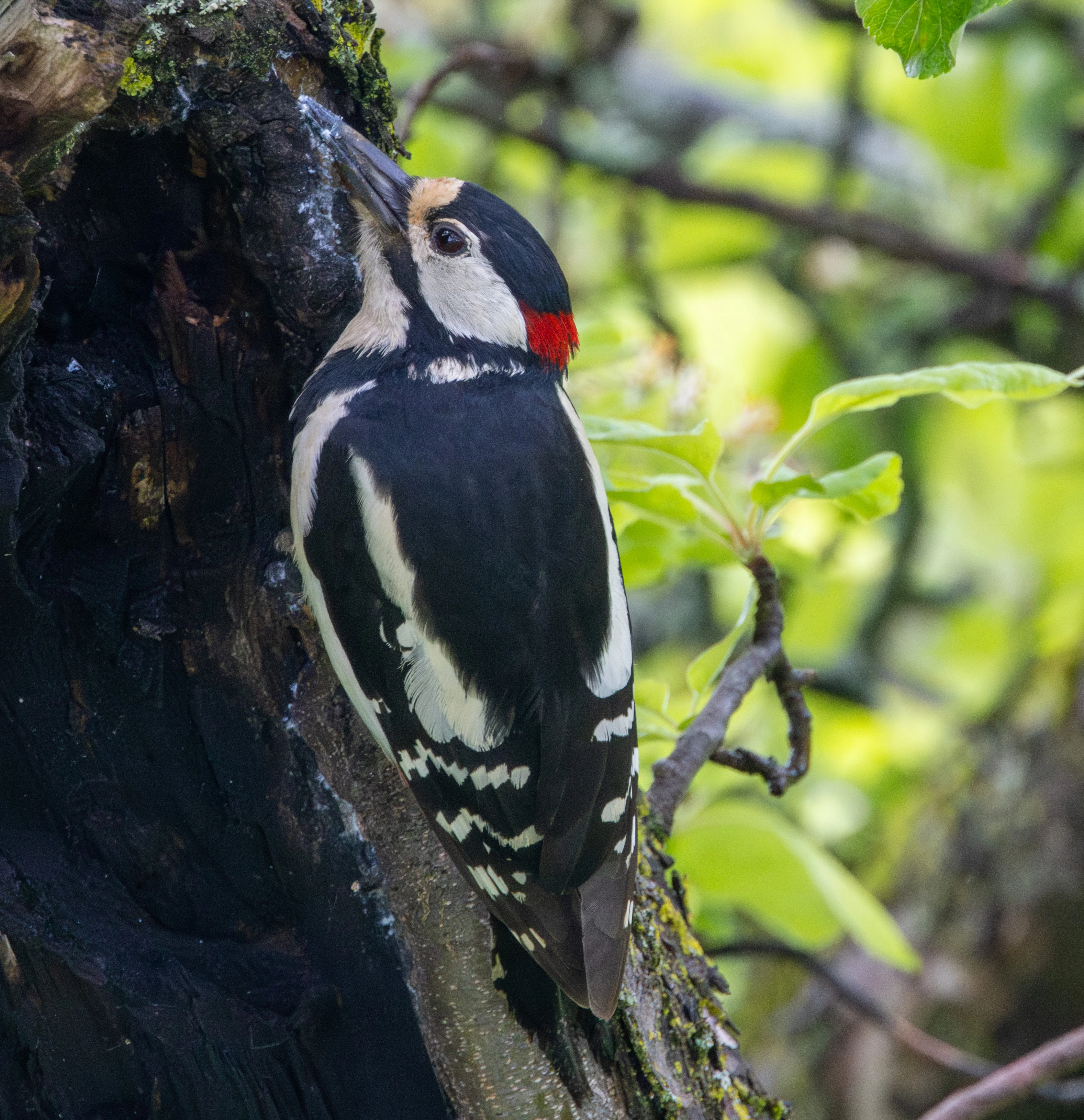 Great Spotted Woodpecker, Transylvania, Romania — photo by Adam Prugel-Bennett