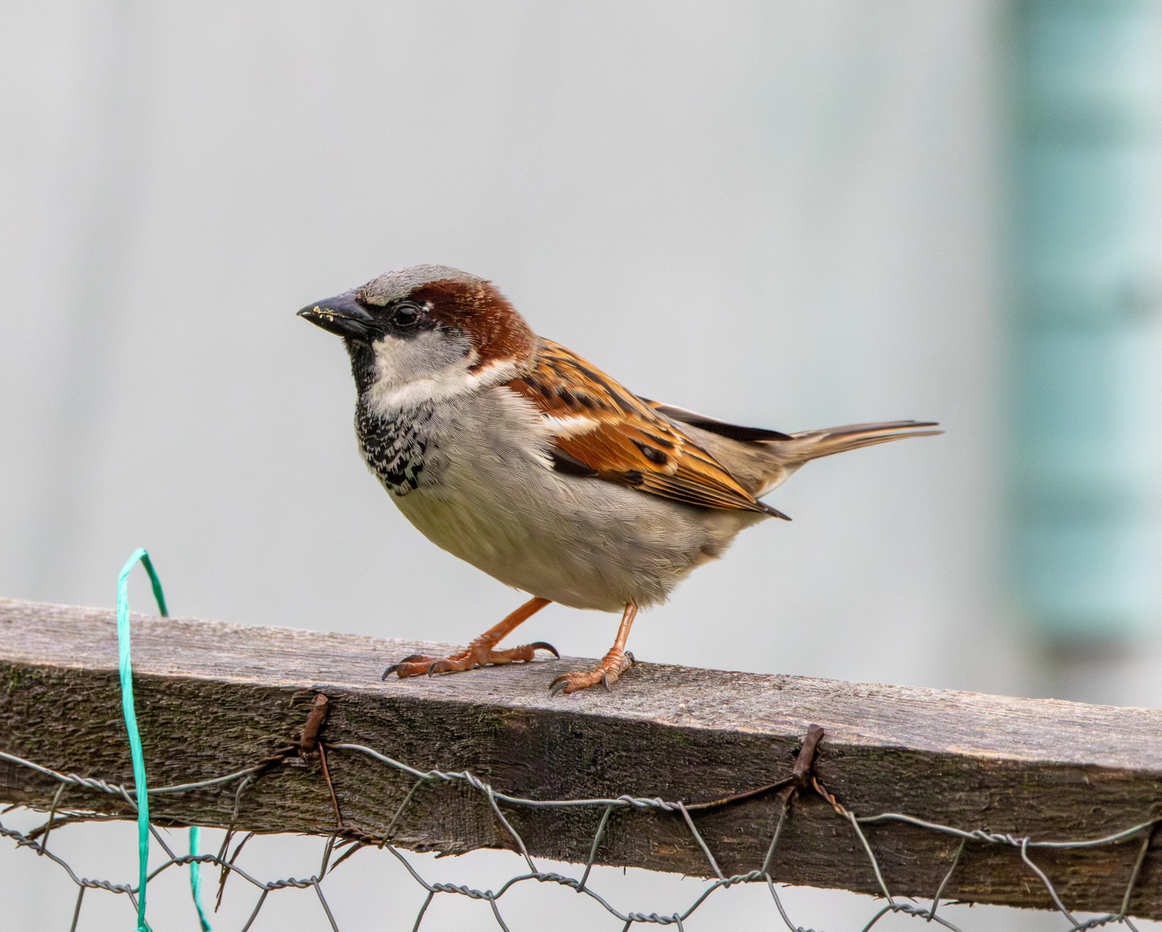 House Sparrow, Transylvania, Romania — photo by Adam Prugel-Bennett