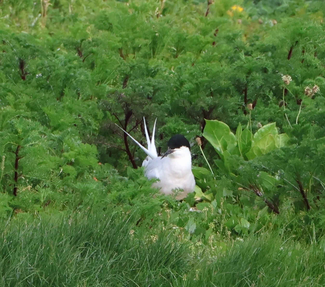 Roseate tern, Lymington, New Forest, UK — photo by Adam Prugel-Bennett