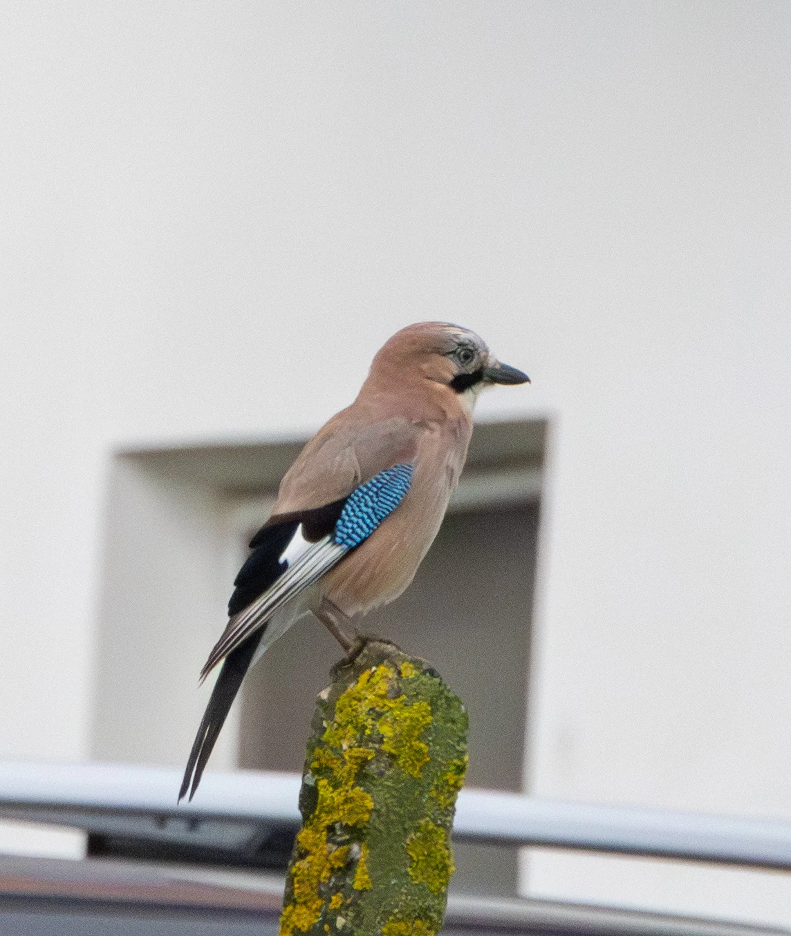 Eurasian Jay, Transylvania, Romania — photo by Adam Prugel-Bennett
