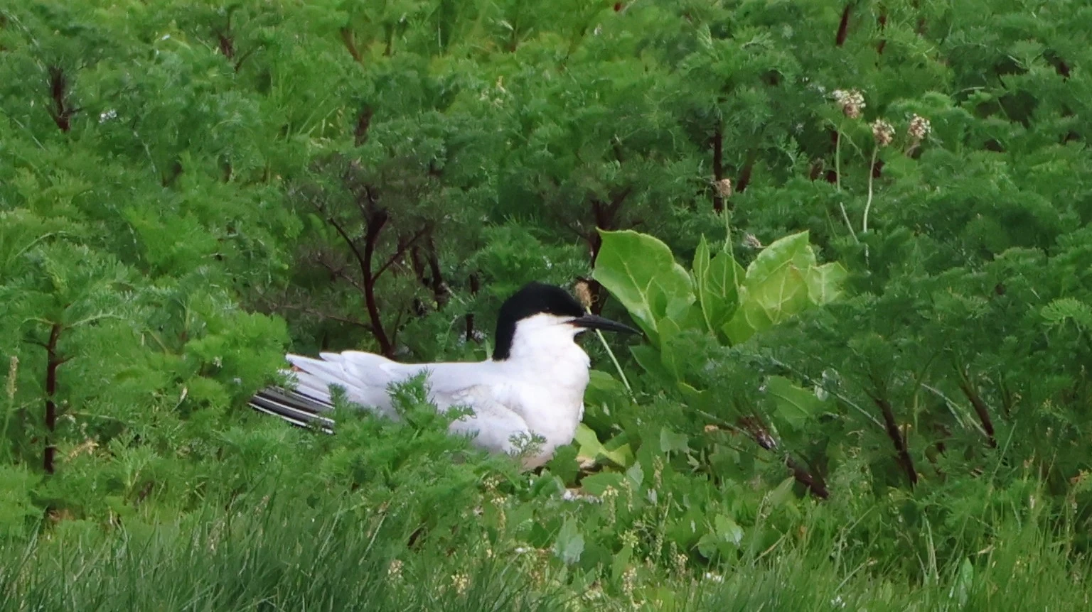 Roseate tern, Lymington, New Forest, UK — photo by Adam Prugel-Bennett