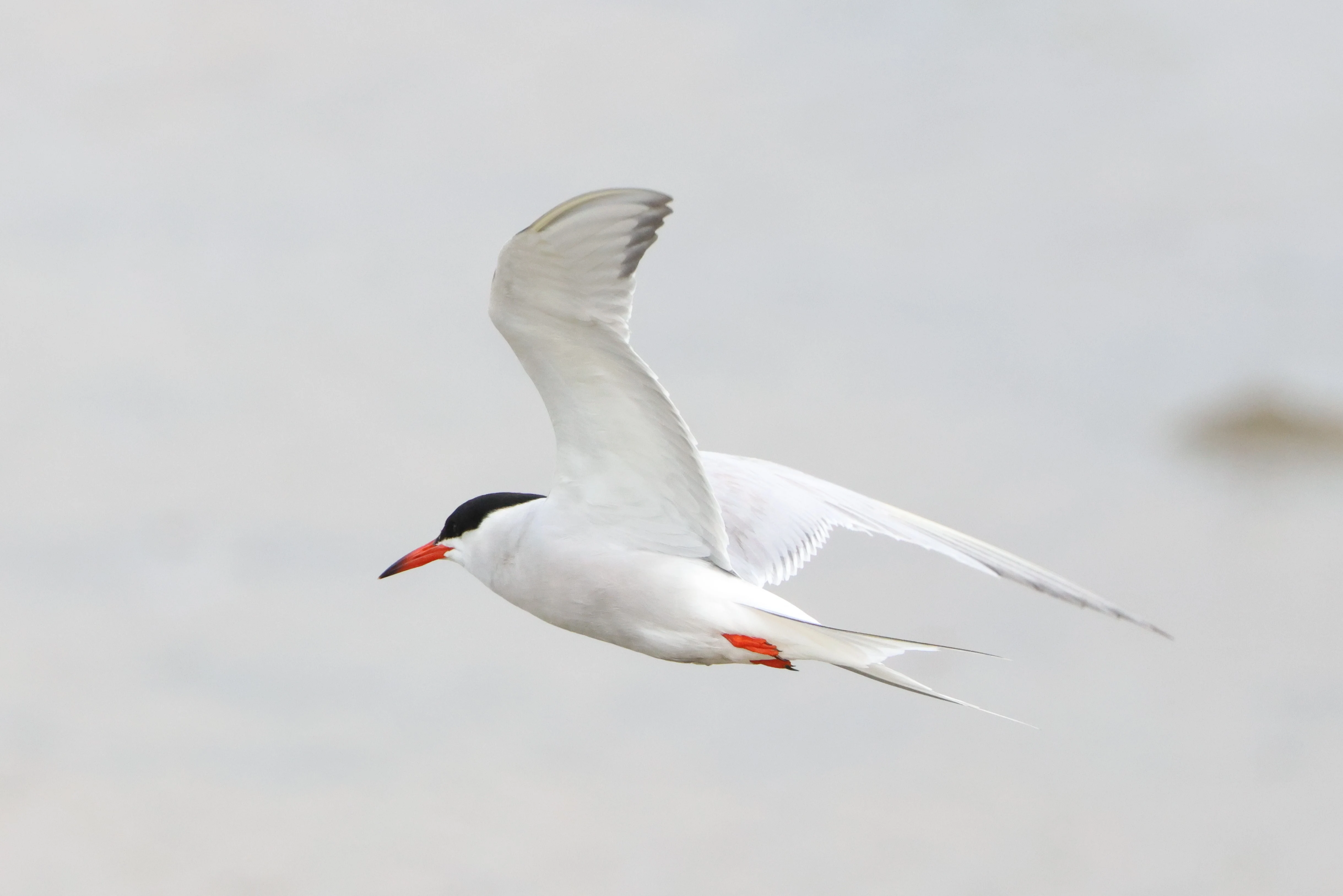 Common Tern, Lymington, New Forest, UK — photo by Adam Prugel-Bennett