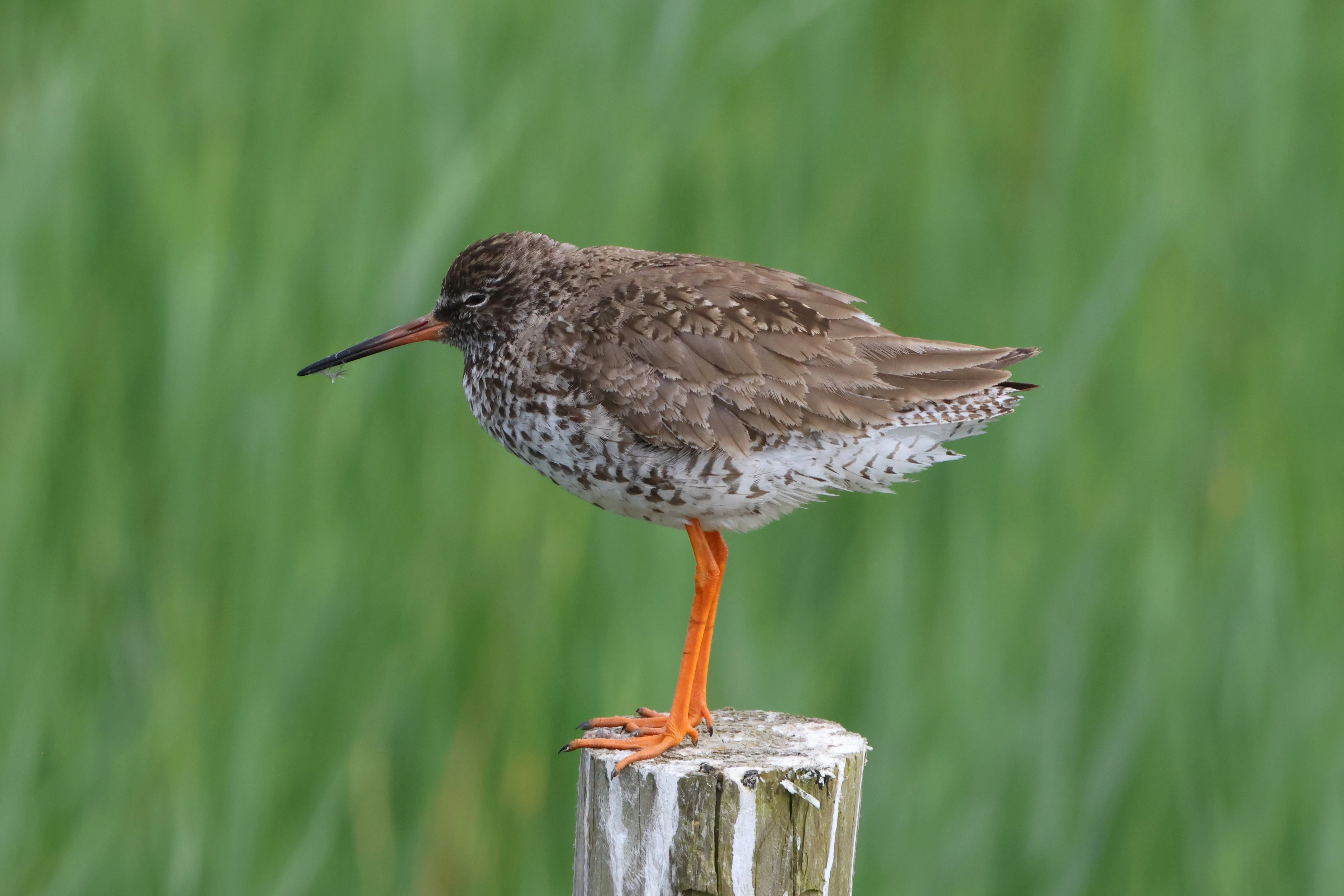 Common Redshank, Lymington, New Forest, UK — photo by Adam Prugel-Bennett