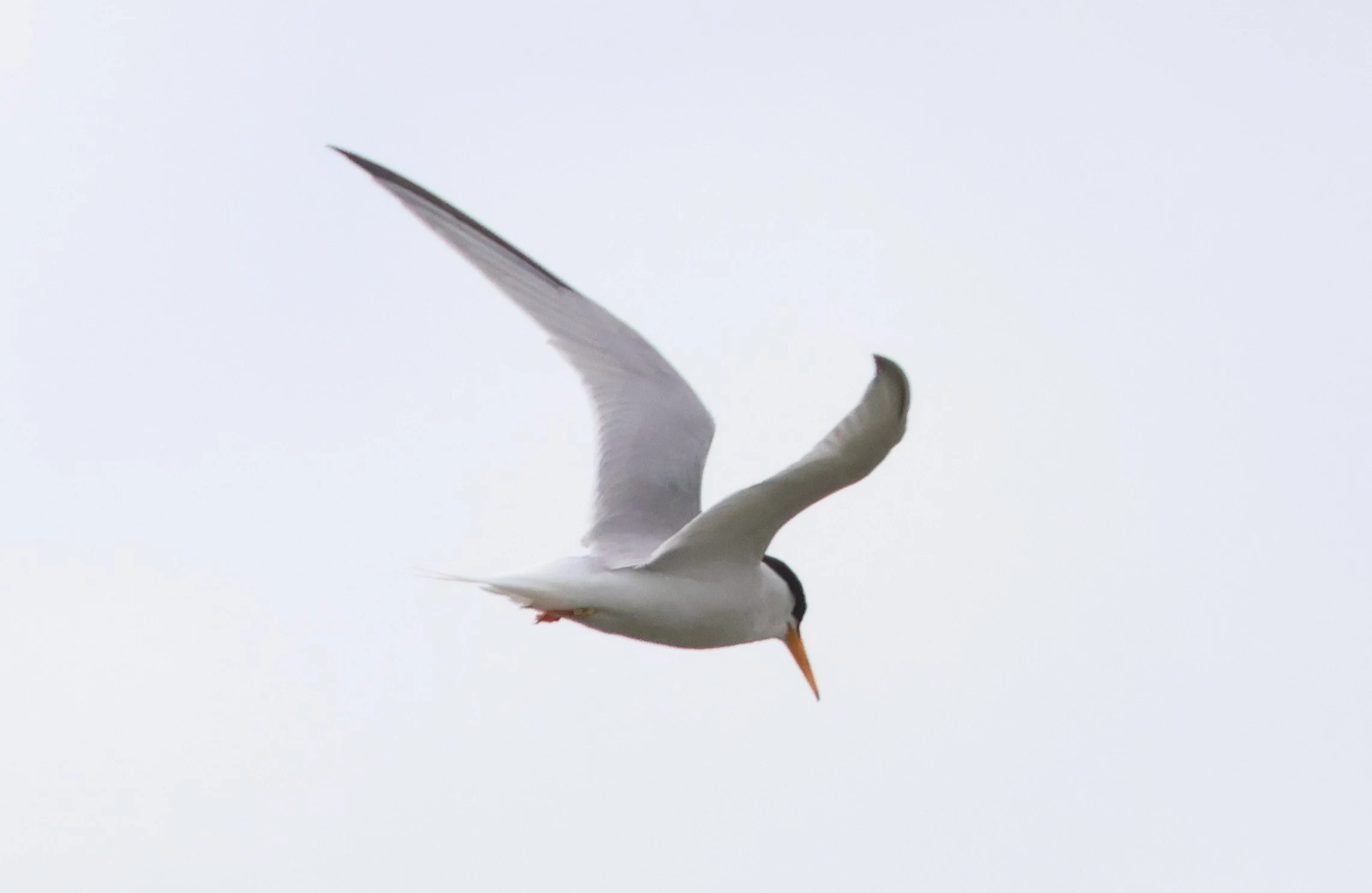 Little tern, Lymington, New Forest, UK — photo by Adam Prugel-Bennett