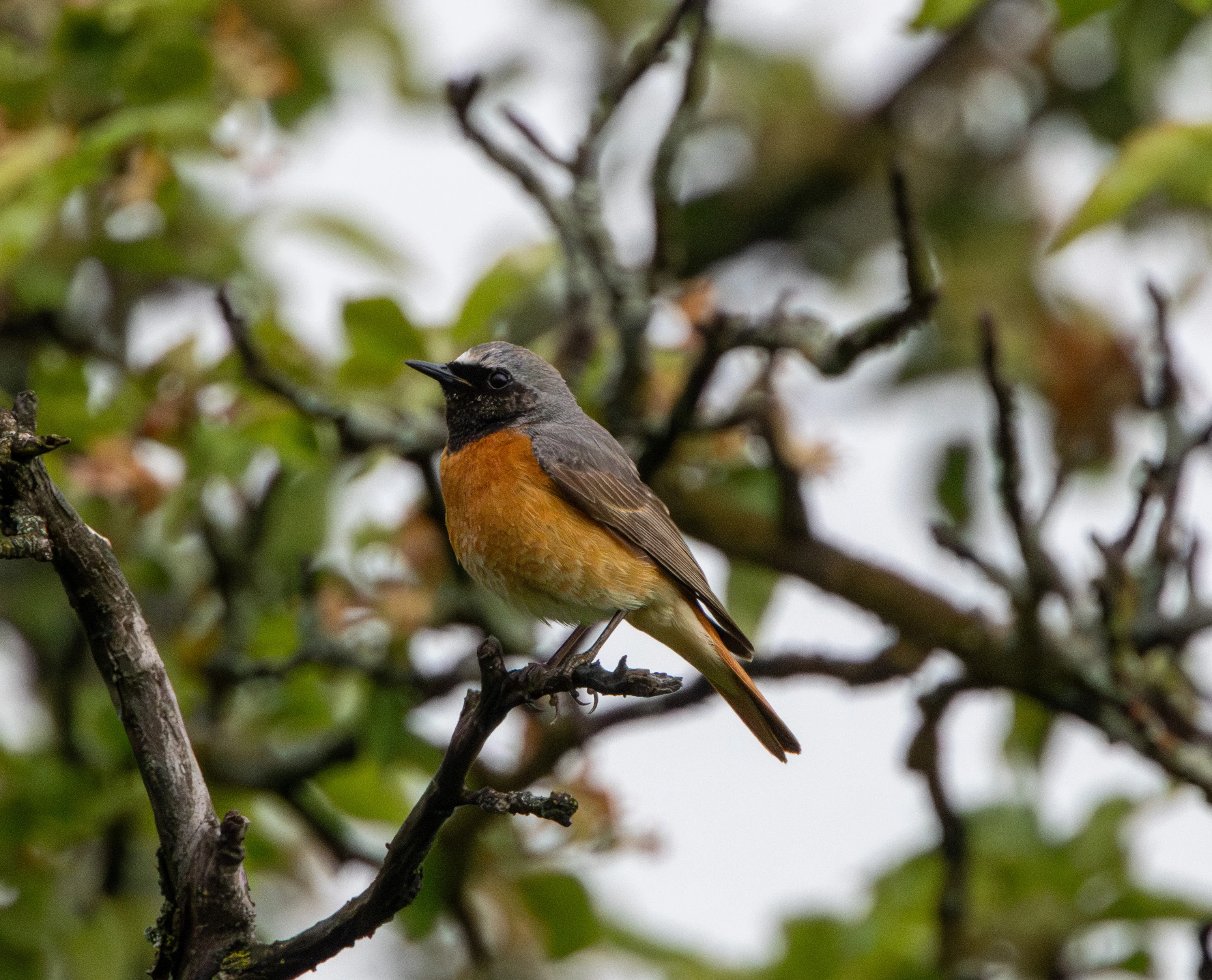 Common Redstart, Transylvania, Romania — photo by Adam Prugel-Bennett