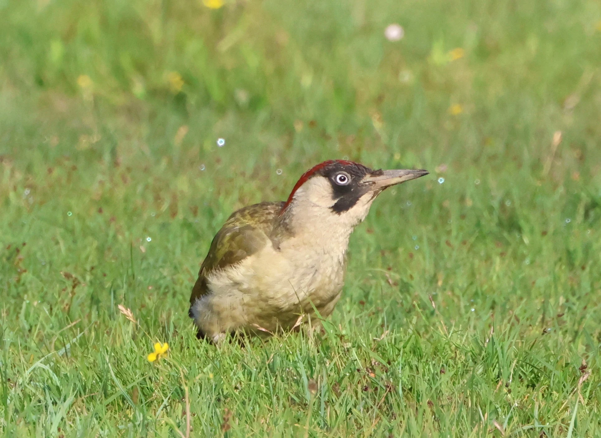 Green woodpecker, Dibden Bottom, Dibden, New Forest, UK — photo by Adam Prugel-Bennett