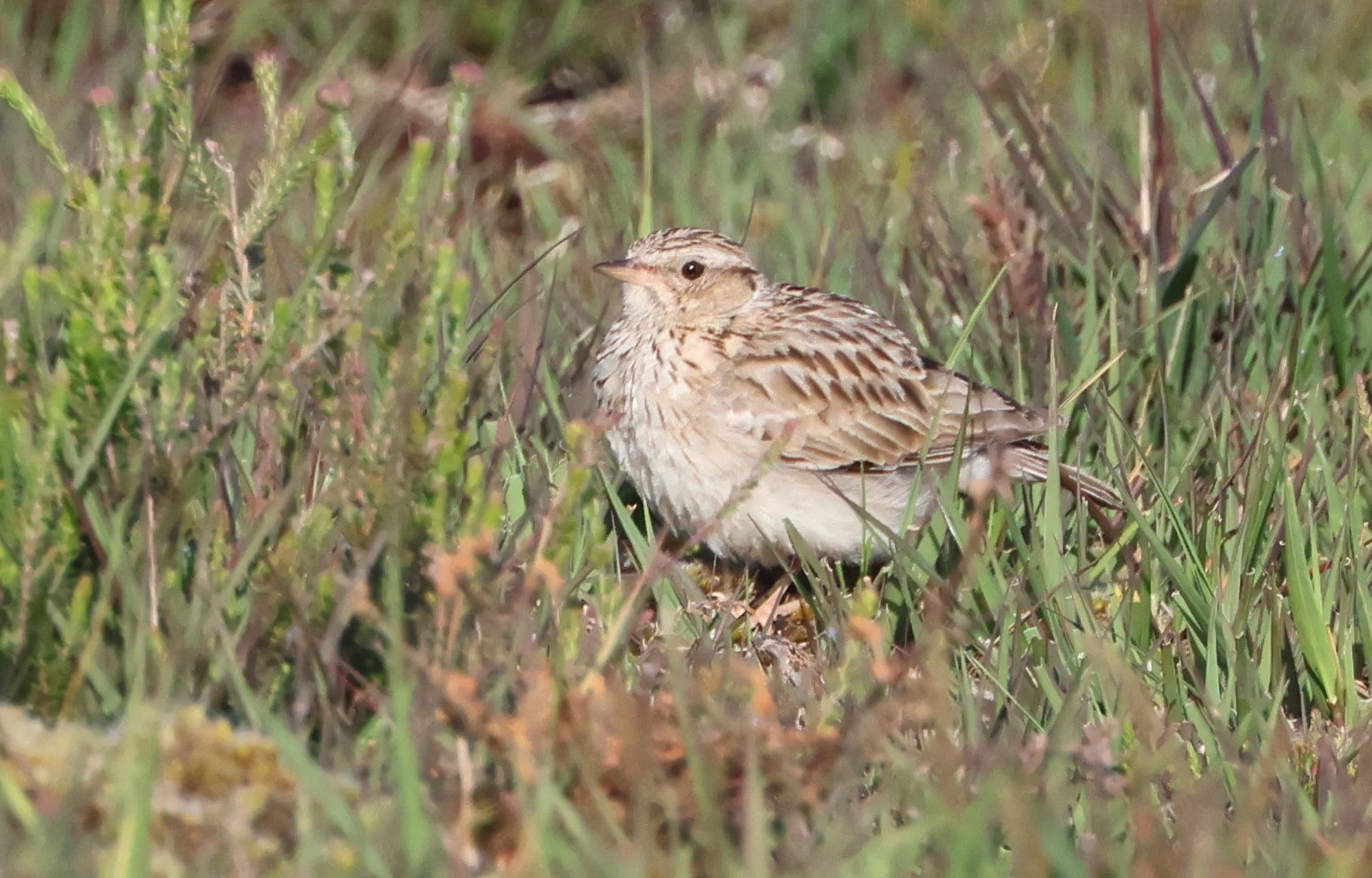 Woodlark, Dibden Bottom, Dibden, New Forest, UK — photo by Adam Prugel-Bennett