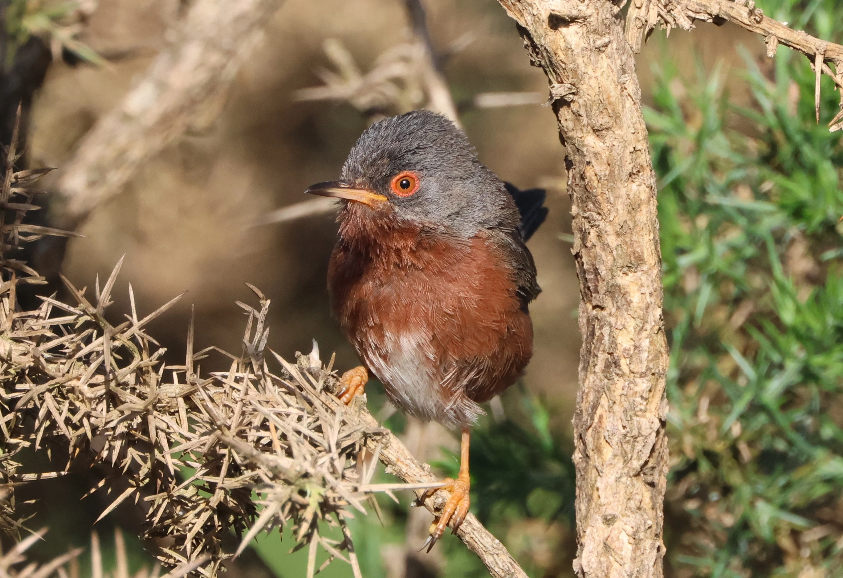 Dartford Warbler, Dibden Bottom, Dibden, New Forest, UK — photo by Adam Prugel-Bennett