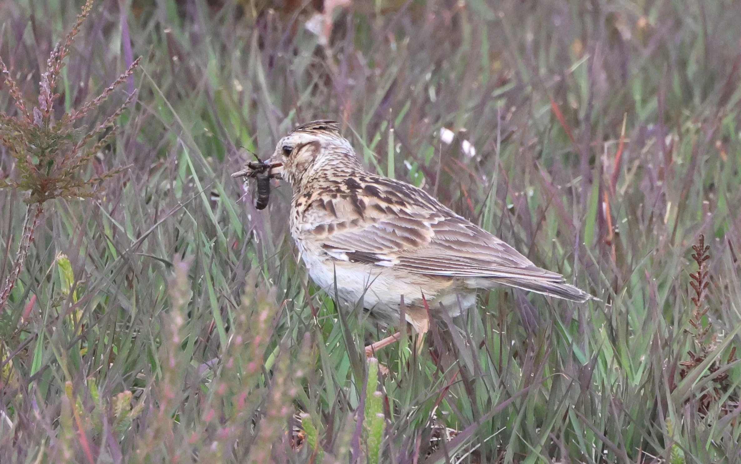 Woodlark, Dibden Bottom, Dibden, New Forest, UK — photo by Adam Prugel-Bennett