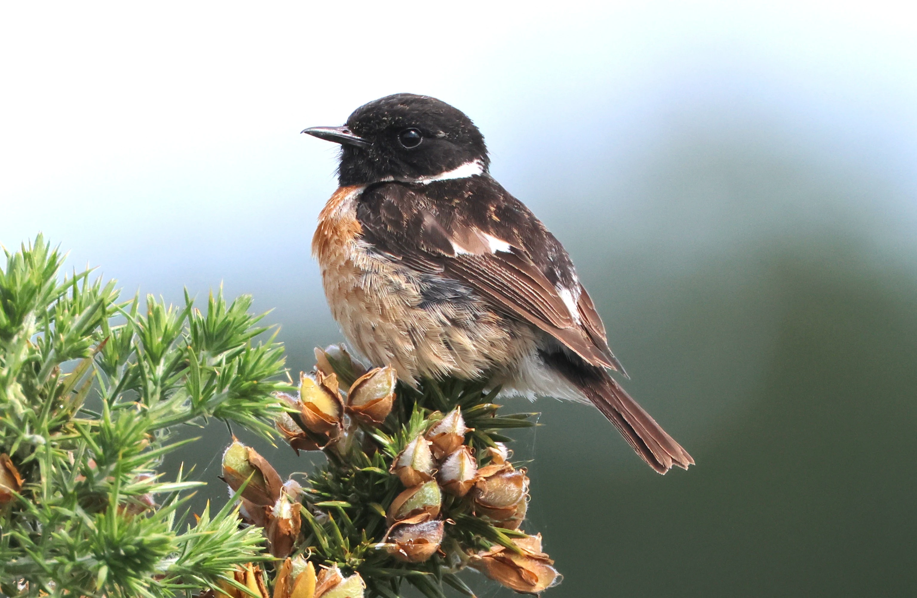 Stonechat, Dibden Bottom, Dibden, New Forest, UK — photo by Adam Prugel-Bennett