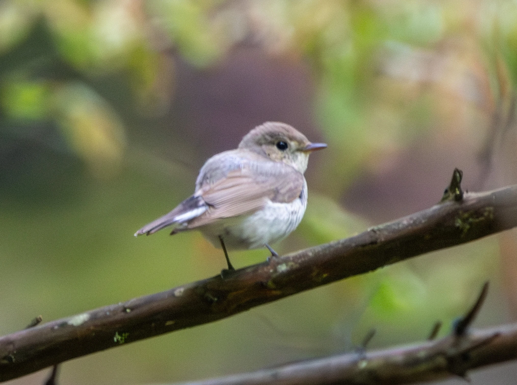 Red-breasted Flycatcher, Transylvania, Romania — photo by Adam Prugel-Bennett