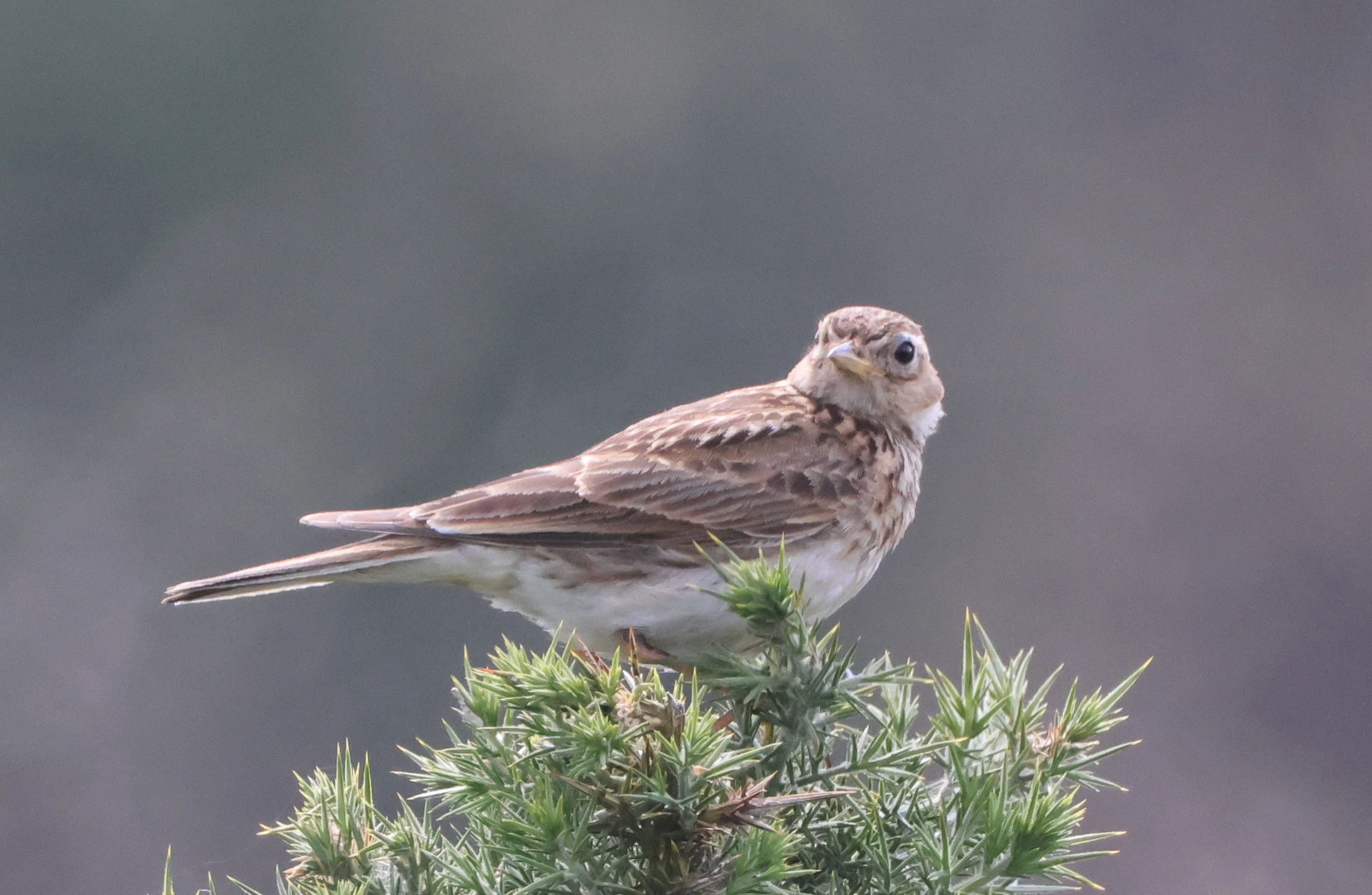 Skylark, Dibden Bottom, Dibden, New Forest, UK — photo by Adam Prugel-Bennett