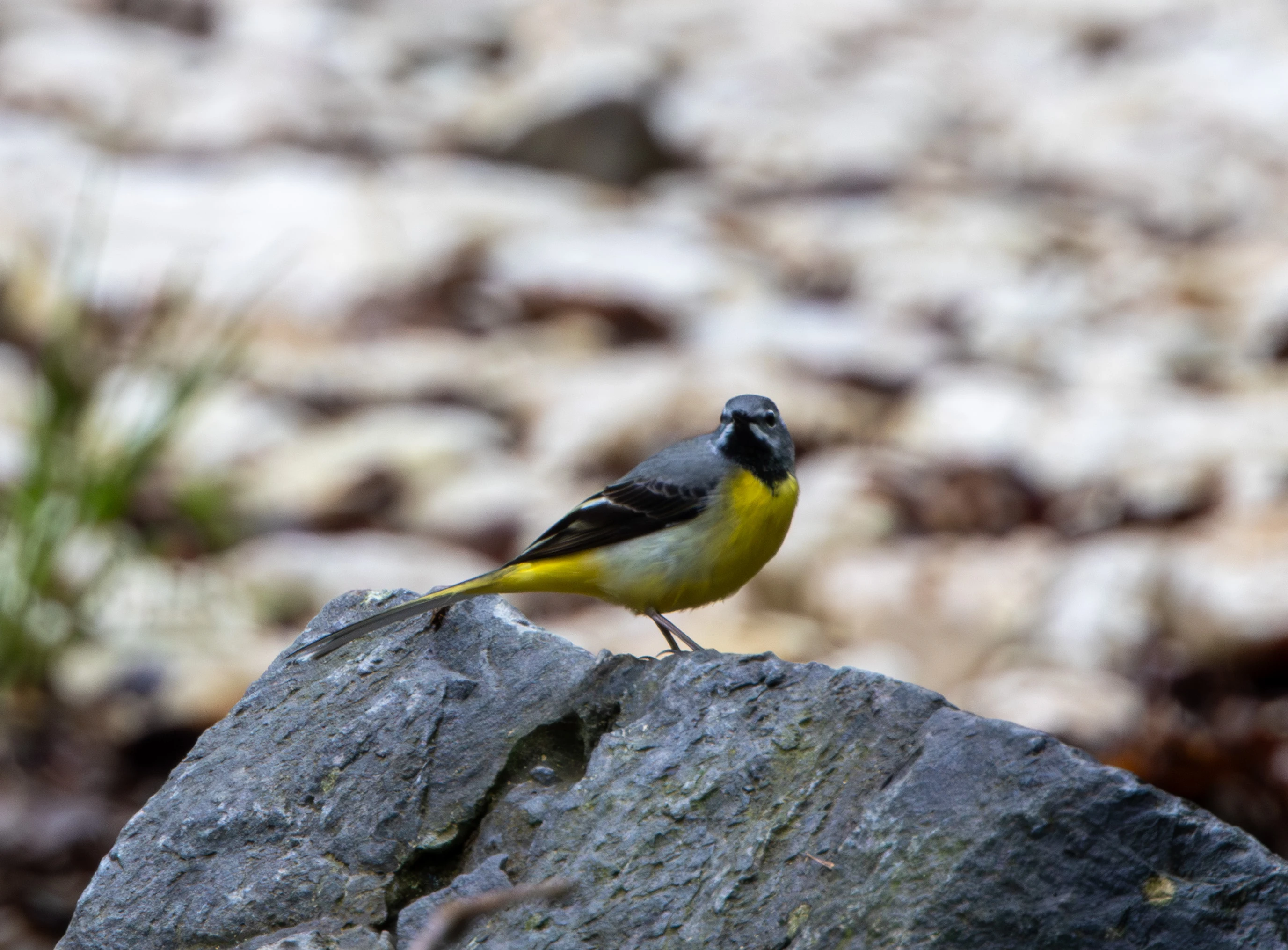 Grey Wagtail, Transylvania, Romania — photo by Adam Prugel-Bennett