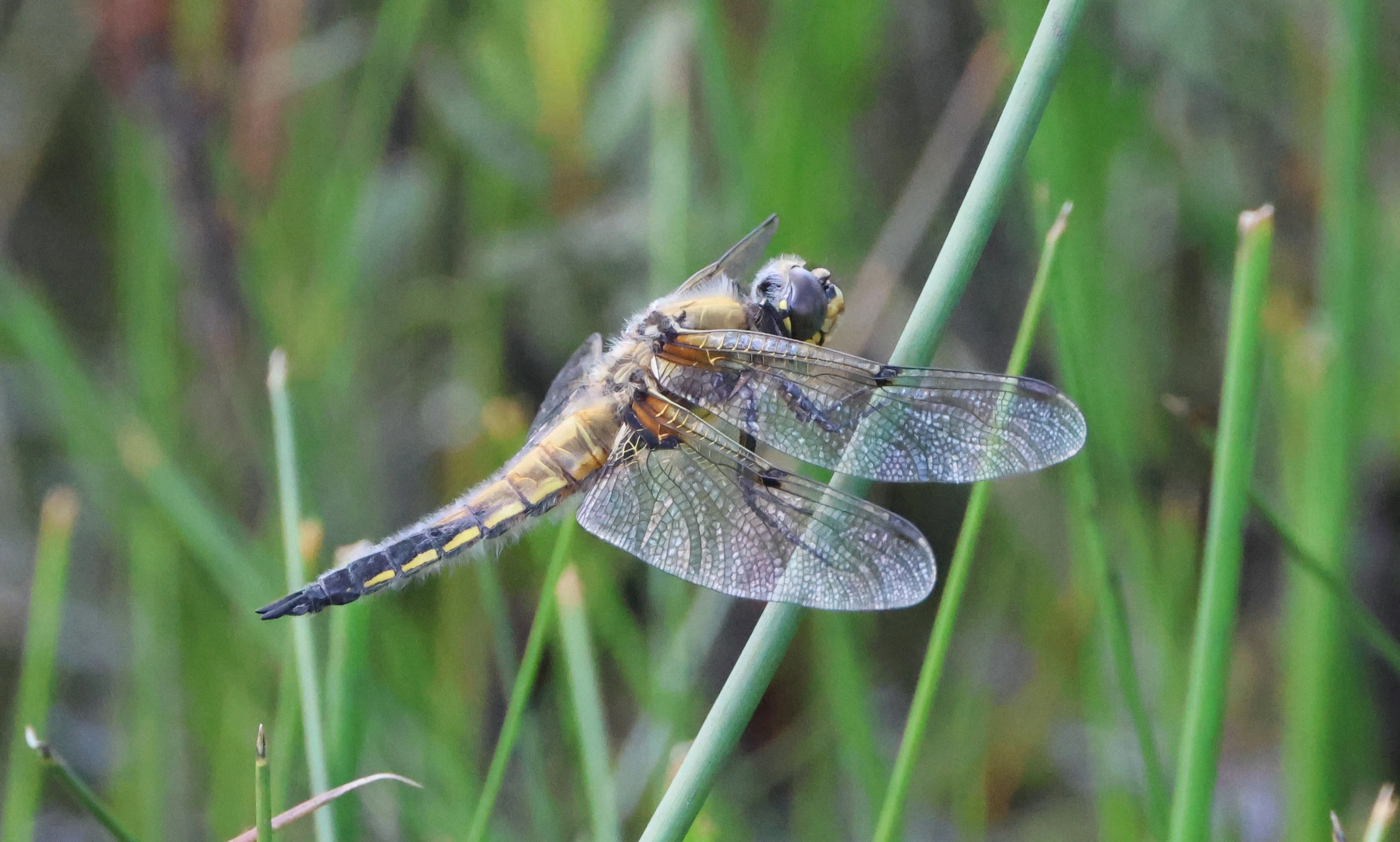 Four-spotted Chaser, Dibden Bottom, Dibden, New Forest, UK — photo by Adam Prugel-Bennett
