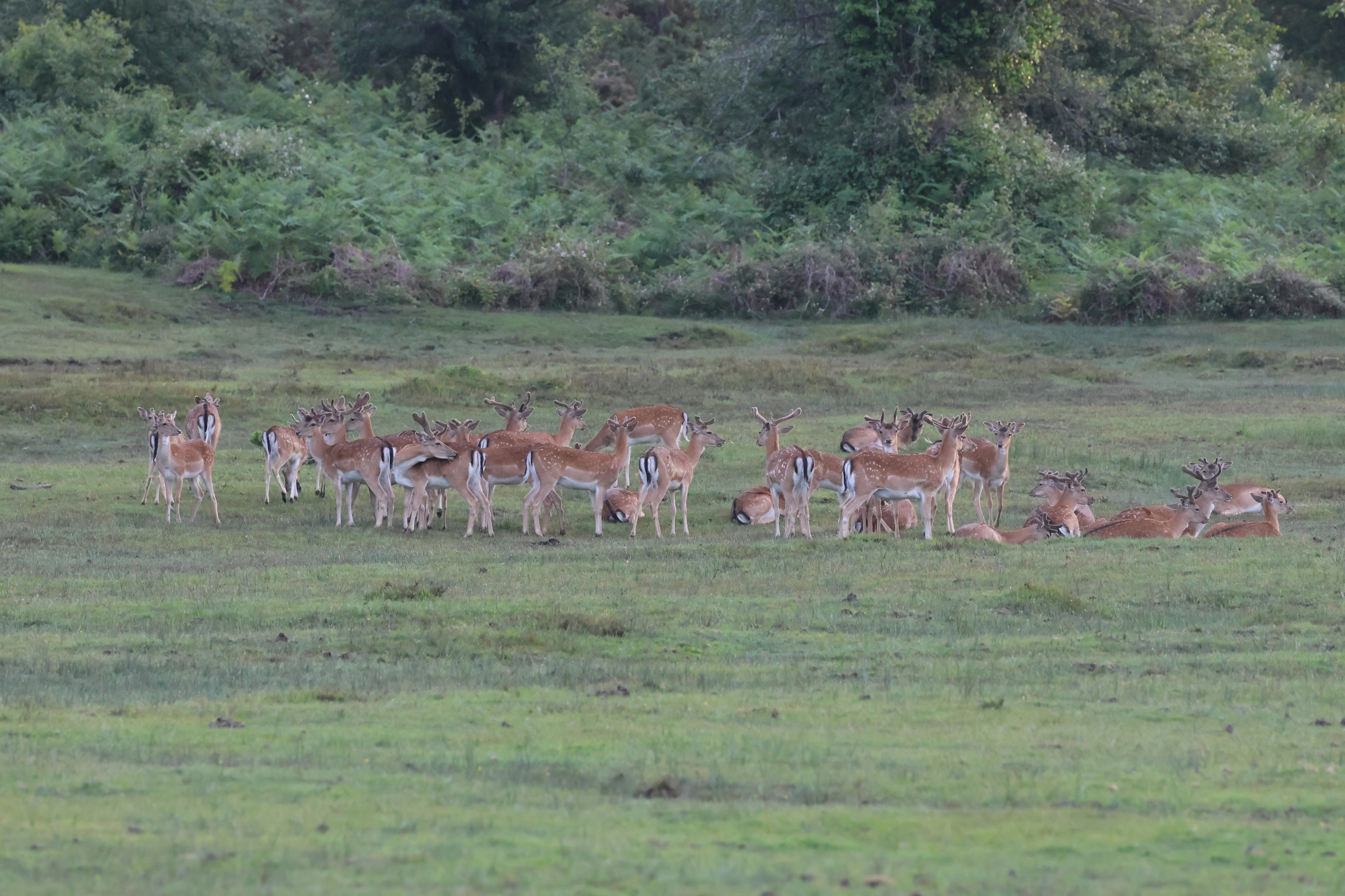 Fallow Deer, Ipley Inclosure, Marchwood, New Forest, UK — photo by Adam Prugel-Bennett