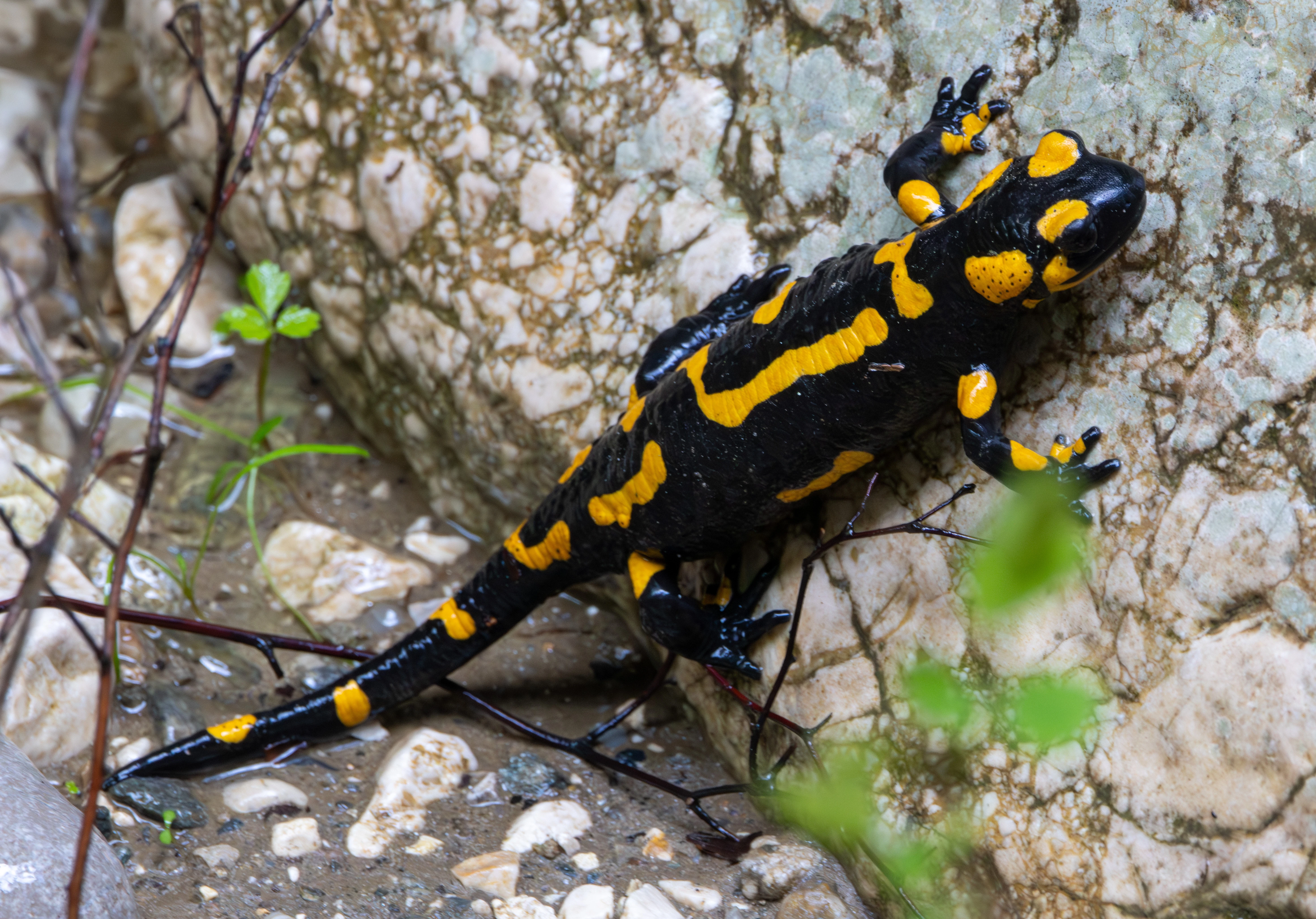 Fire Salamander, Transylvania, Romania — photo by Adam Prugel-Bennett