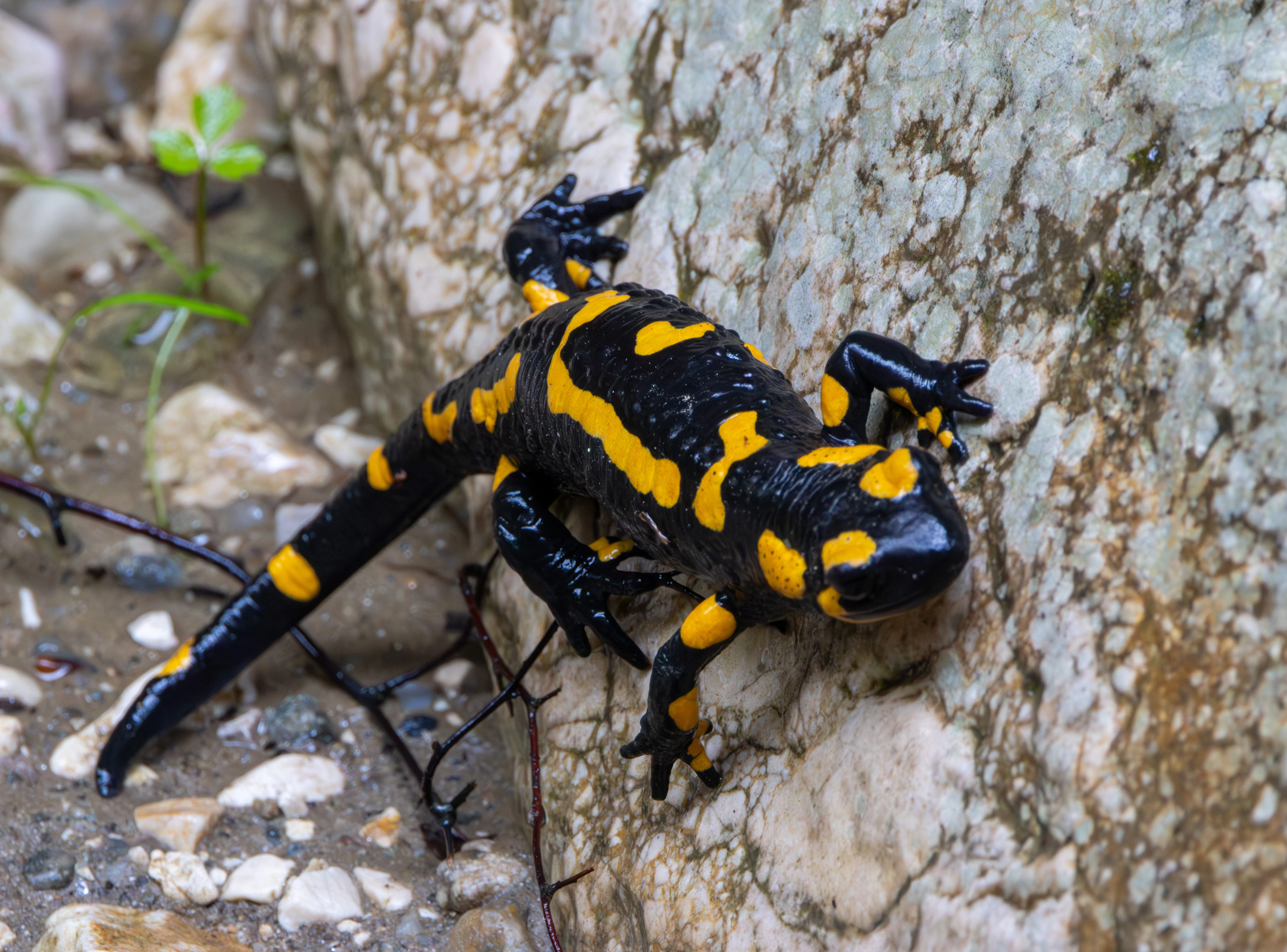 Fire Salamander, Transylvania, Romania — photo by Adam Prugel-Bennett