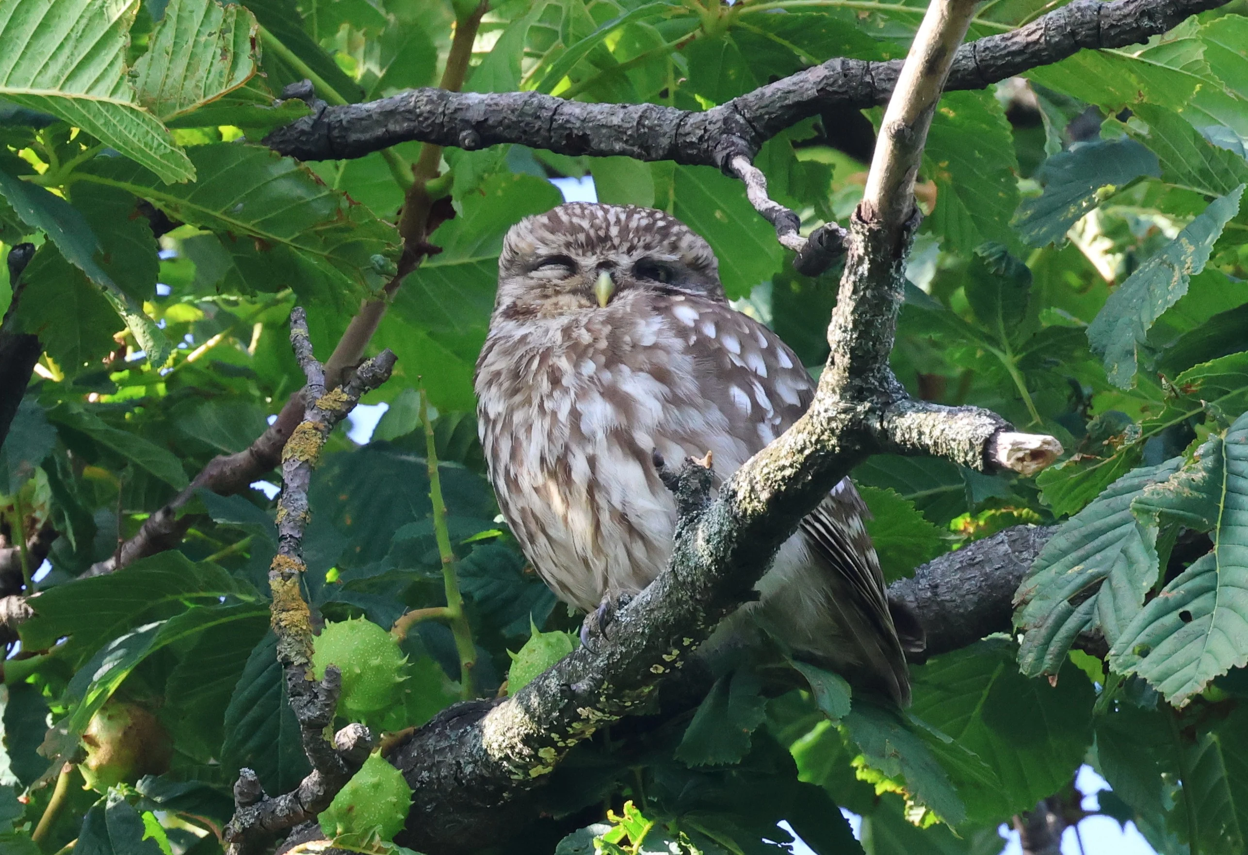 Little owl, Kensington Gardens, London, UK — photo by Adam Prugel-Bennett