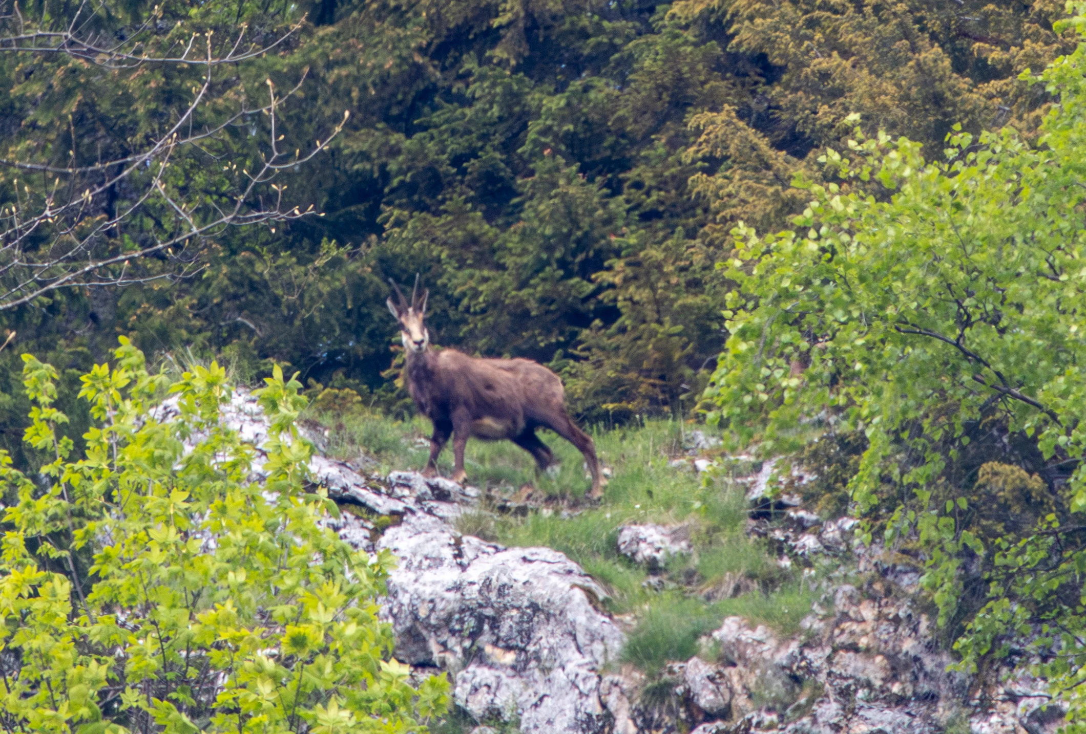 Chamois, Transylvania, Romania — photo by Adam Prugel-Bennett