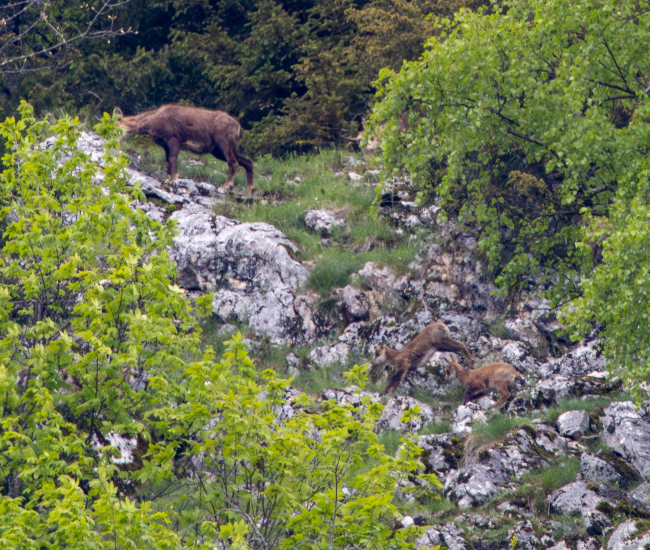 Carpathian Chamois, Transylvania, Romania — photo by Adam Prugel-Bennett