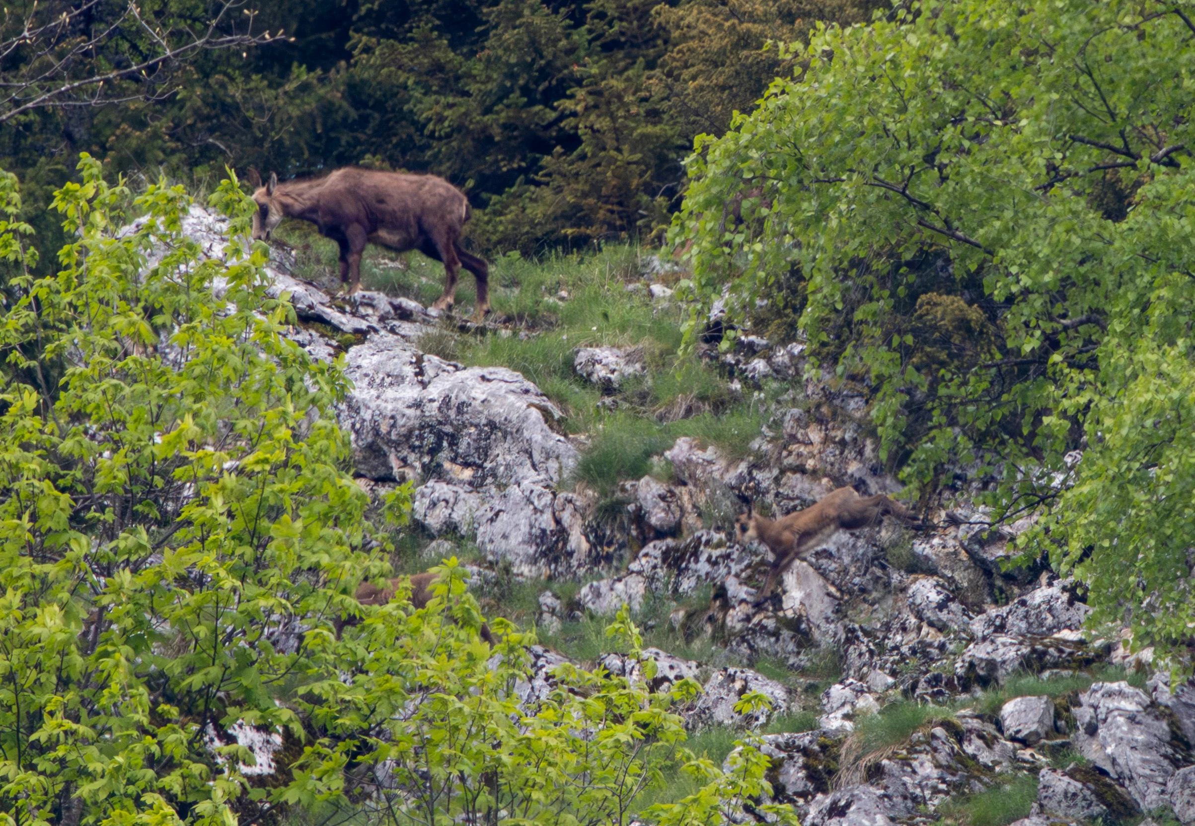 Carpathian Chamois, Transylvania, Romania — photo by Adam Prugel-Bennett
