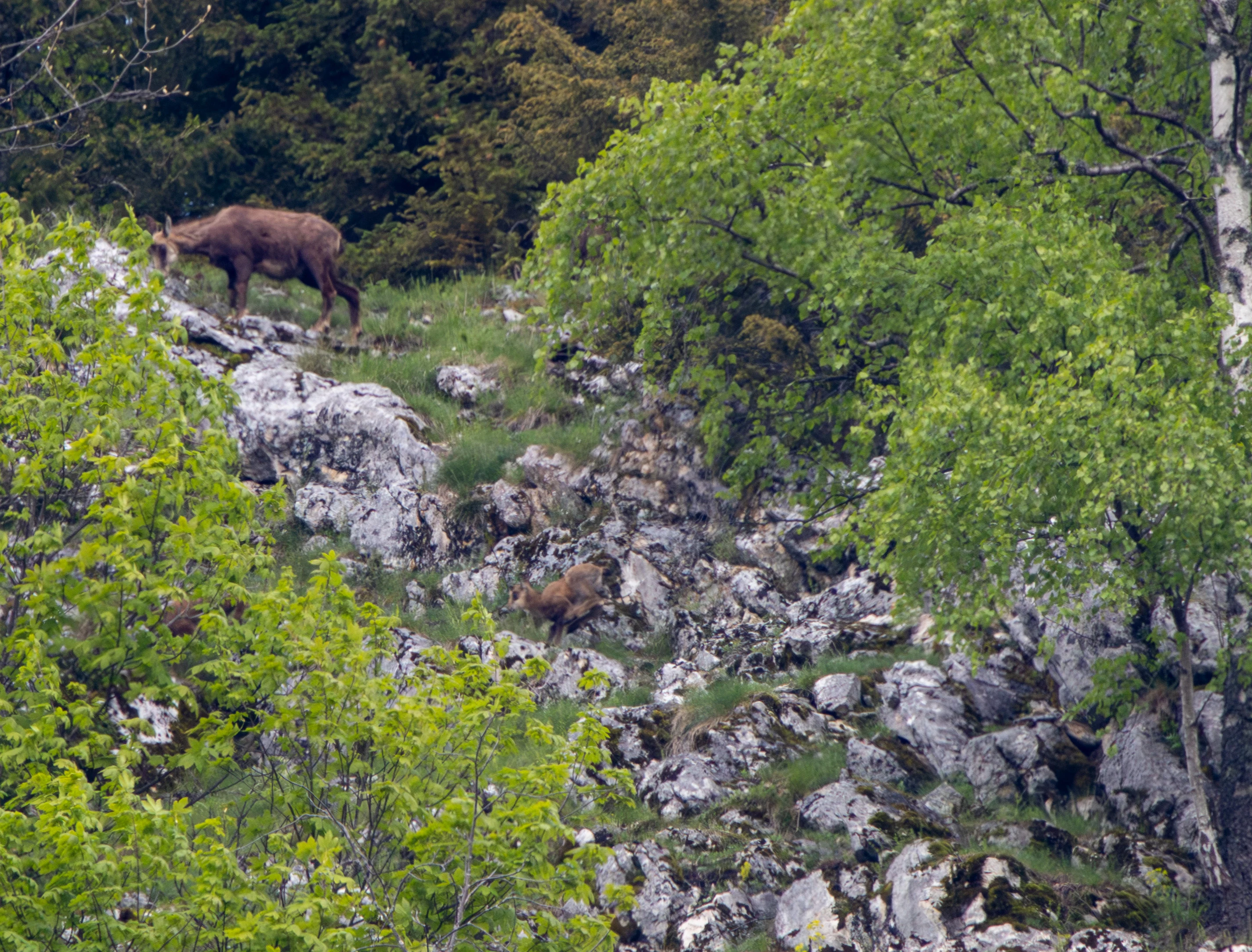 Chamois on rocky hillside, Transylvania, Romania — photo by Adam Prugel-Bennett