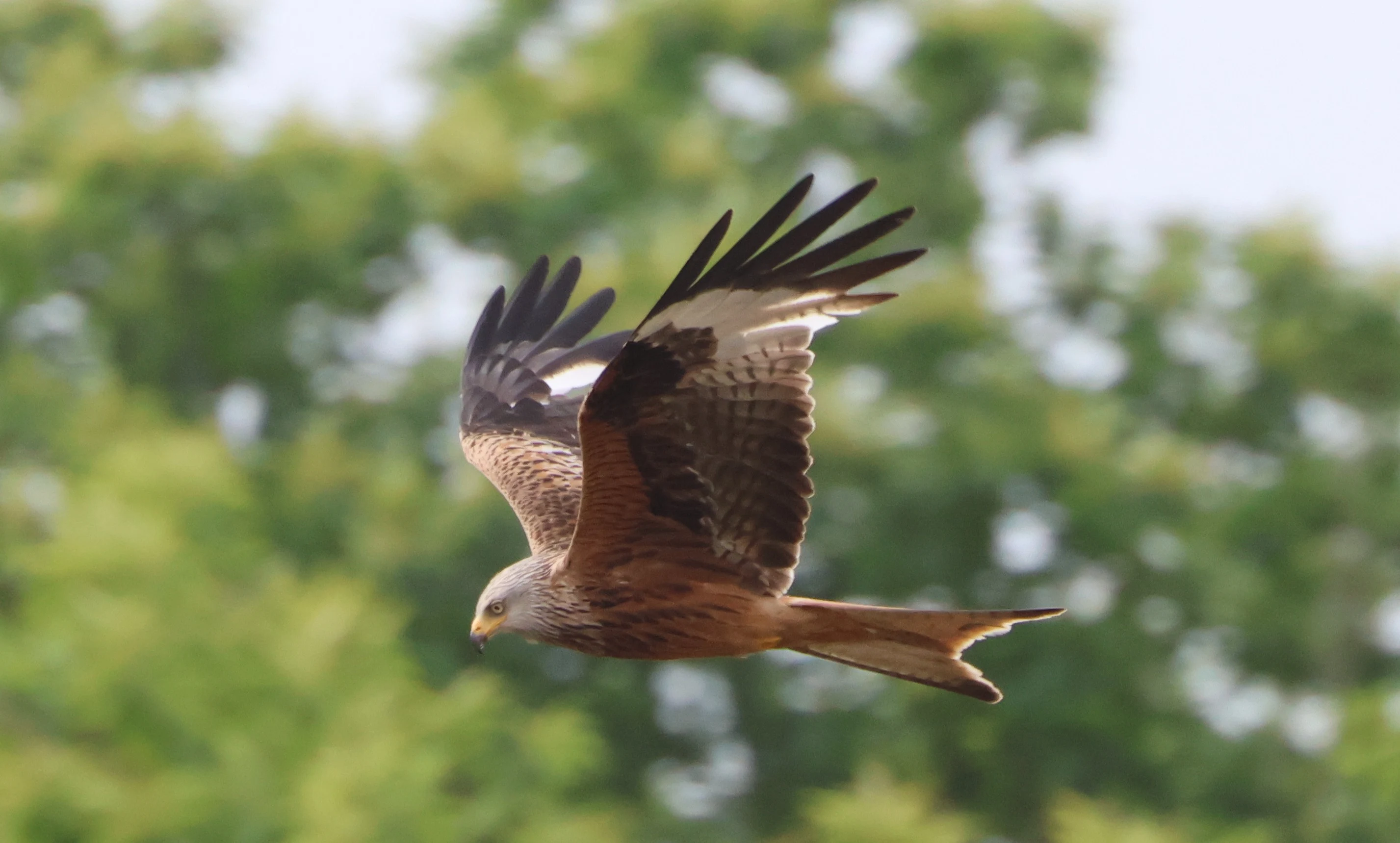 Red Kite, Heckfield, Basingstoke, Berkshire, UK — photo by Adam Prugel-Bennett