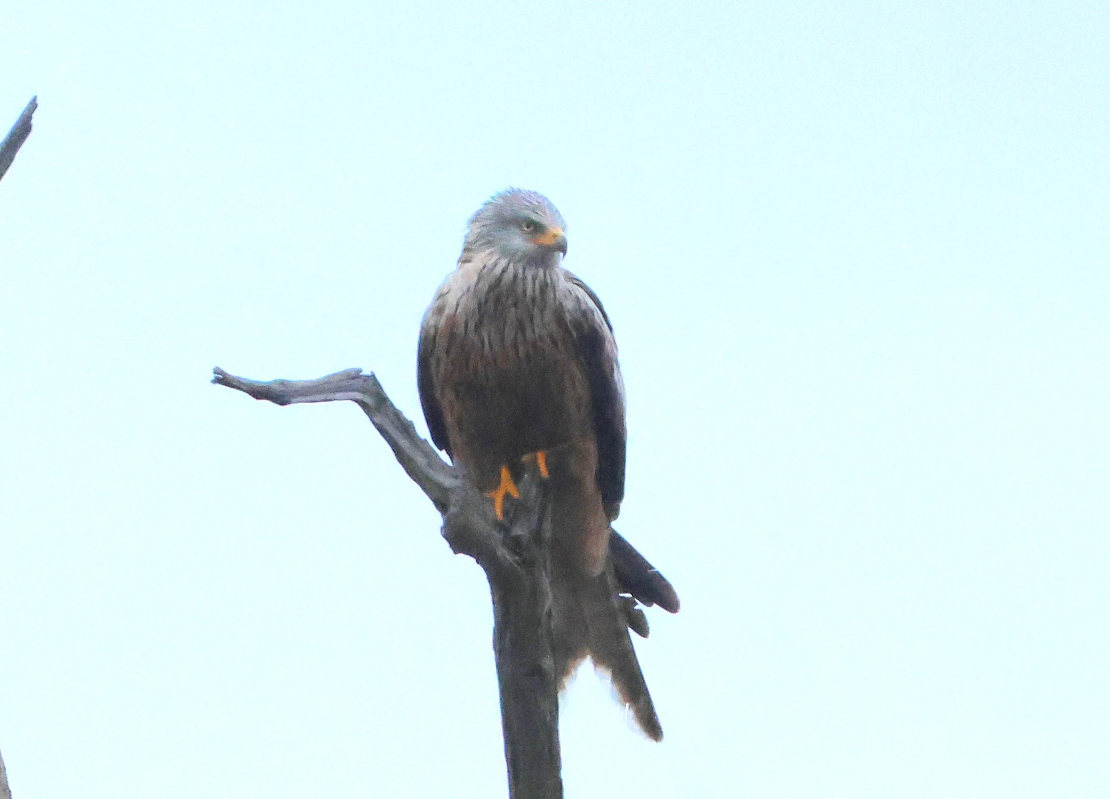 Red Kite, Heckfield, Basingstoke, Berkshire, UK — photo by Adam Prugel-Bennett