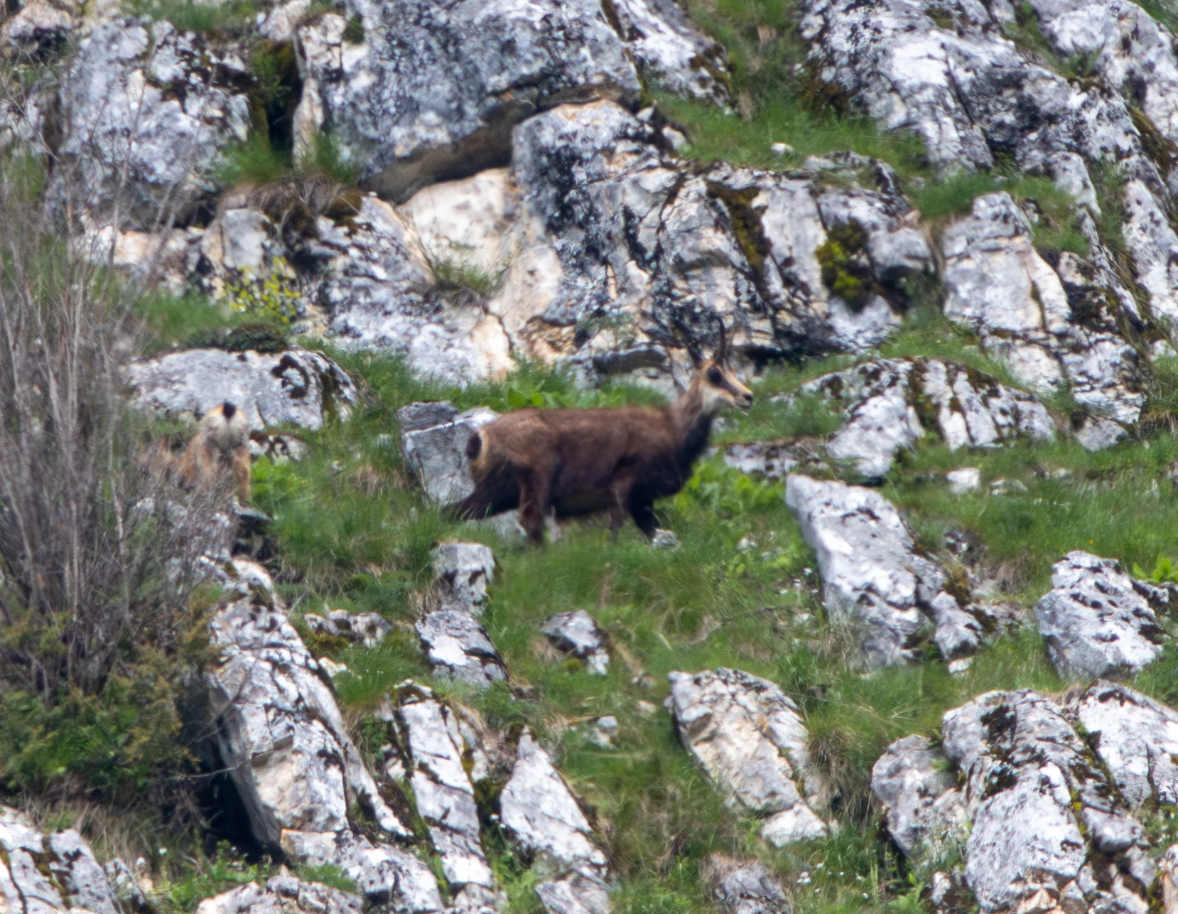 Chamois, Transylvania, Romania — photo by Adam Prugel-Bennett