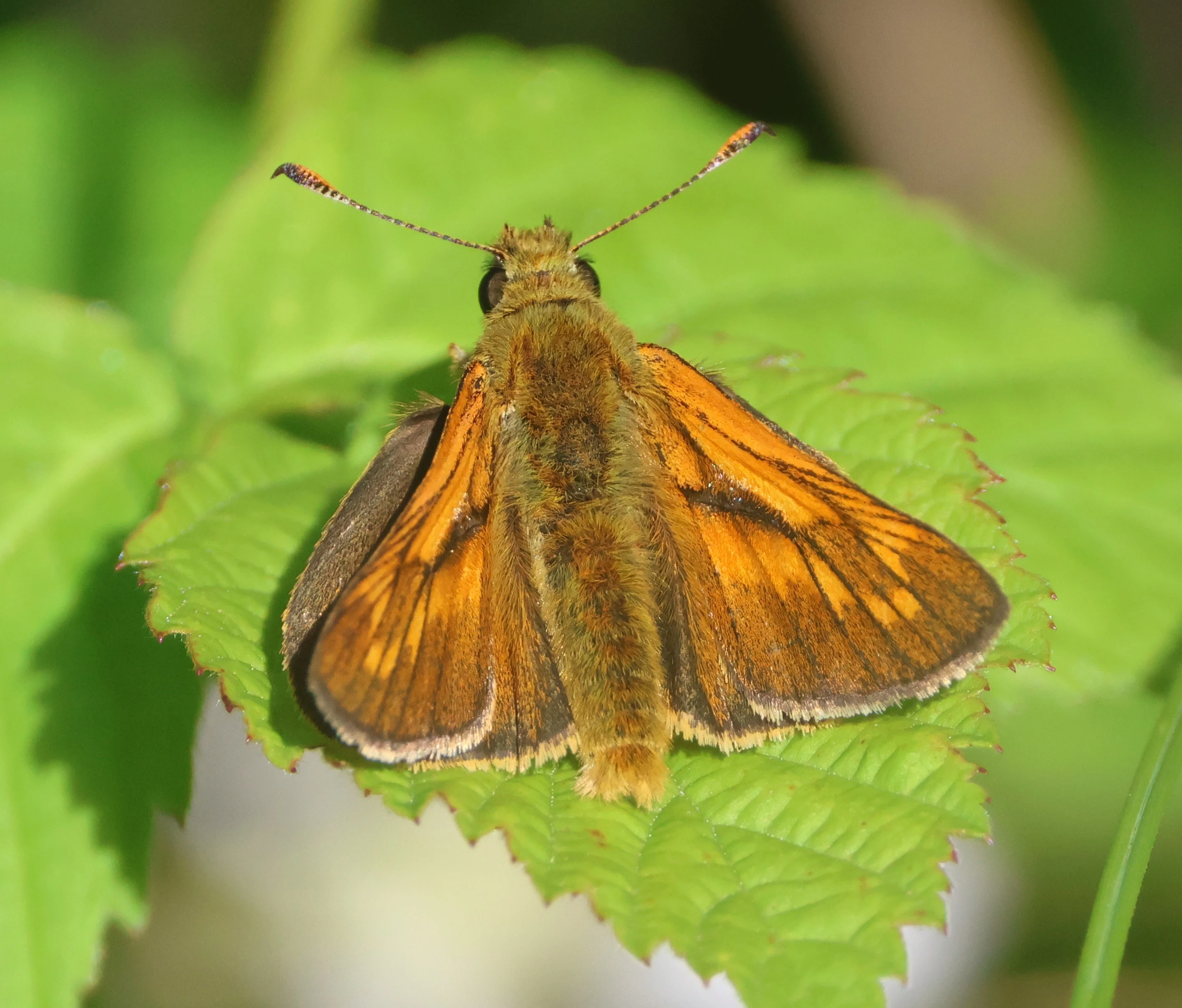 Large Skipper, Bentley Wood, West Dean, Wiltshire, UK — photo by Adam Prugel-Bennett