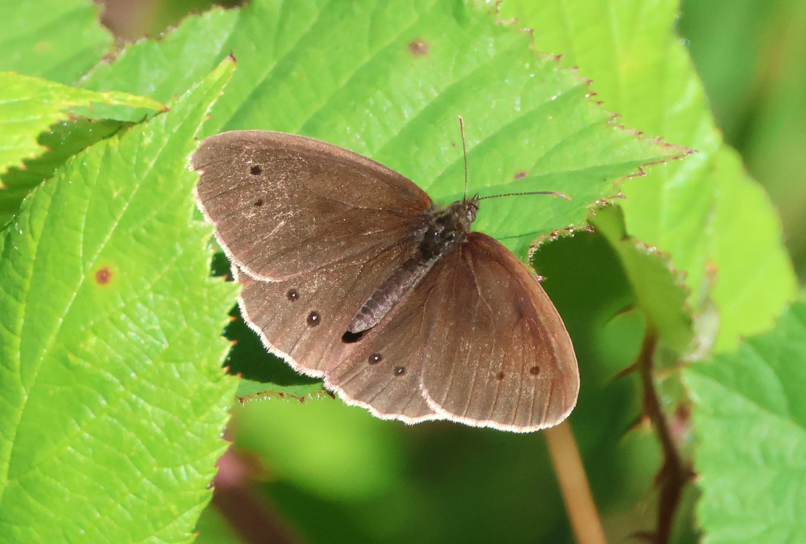 Ringlet Butterfly, Bentley Wood, West Dean, Wiltshire, UK — photo by Adam Prugel-Bennett