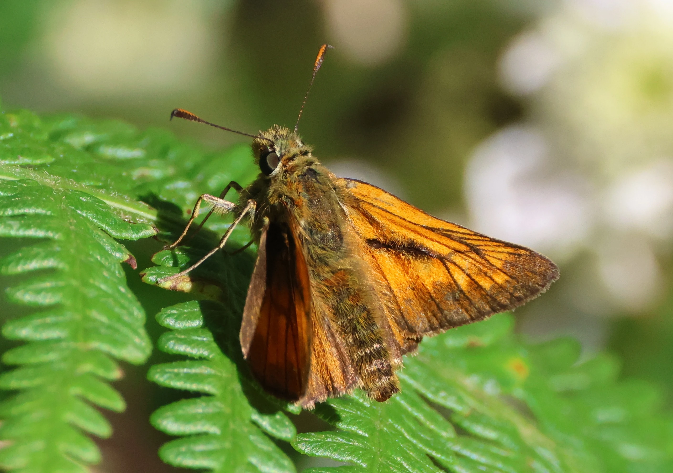 Large Skipper, Bentley Wood, West Dean, Wiltshire, UK — photo by Adam Prugel-Bennett