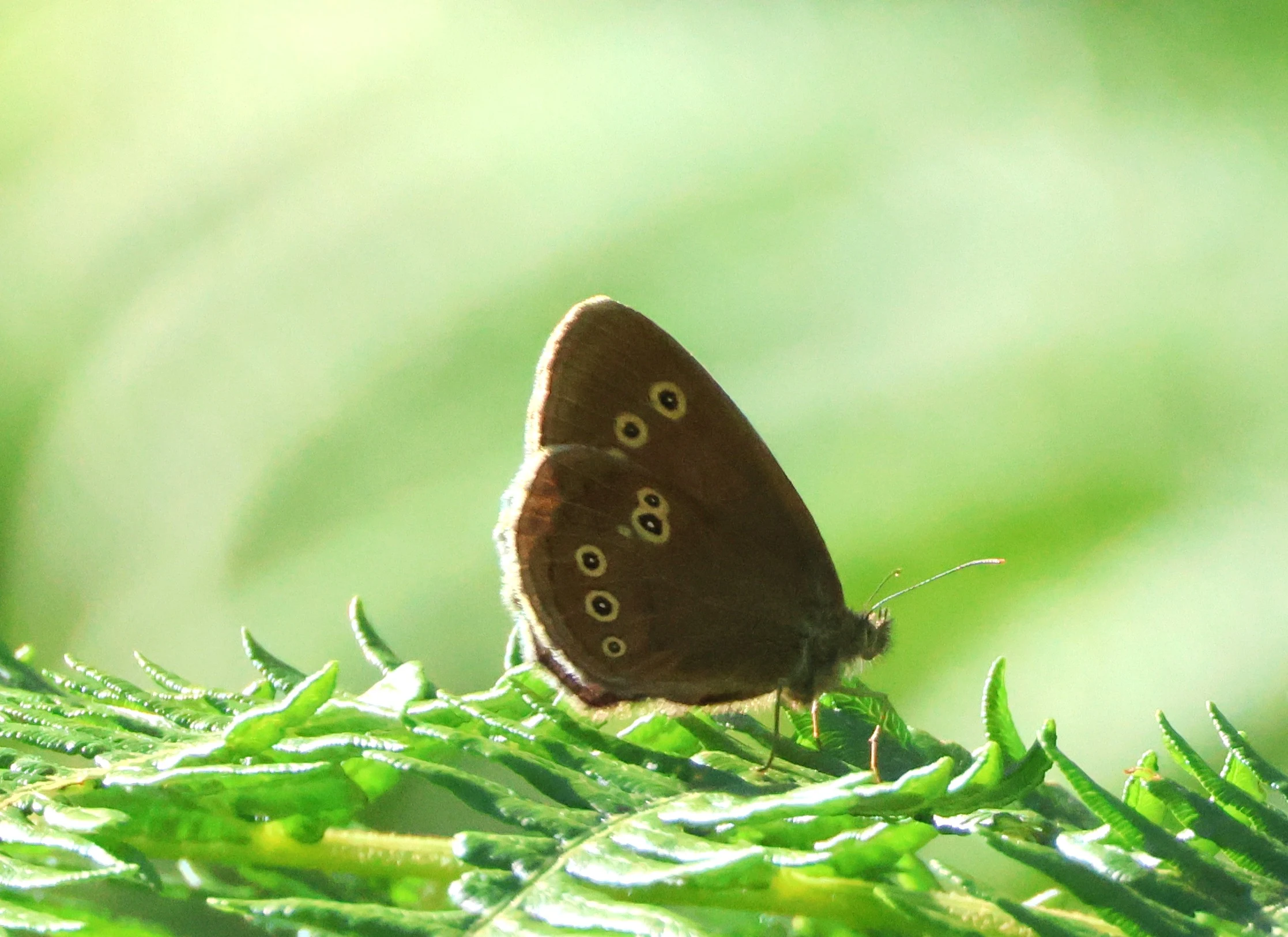 Ringlet Butterfly, Bentley Wood, West Dean, Wiltshire, UK — photo by Adam Prugel-Bennett