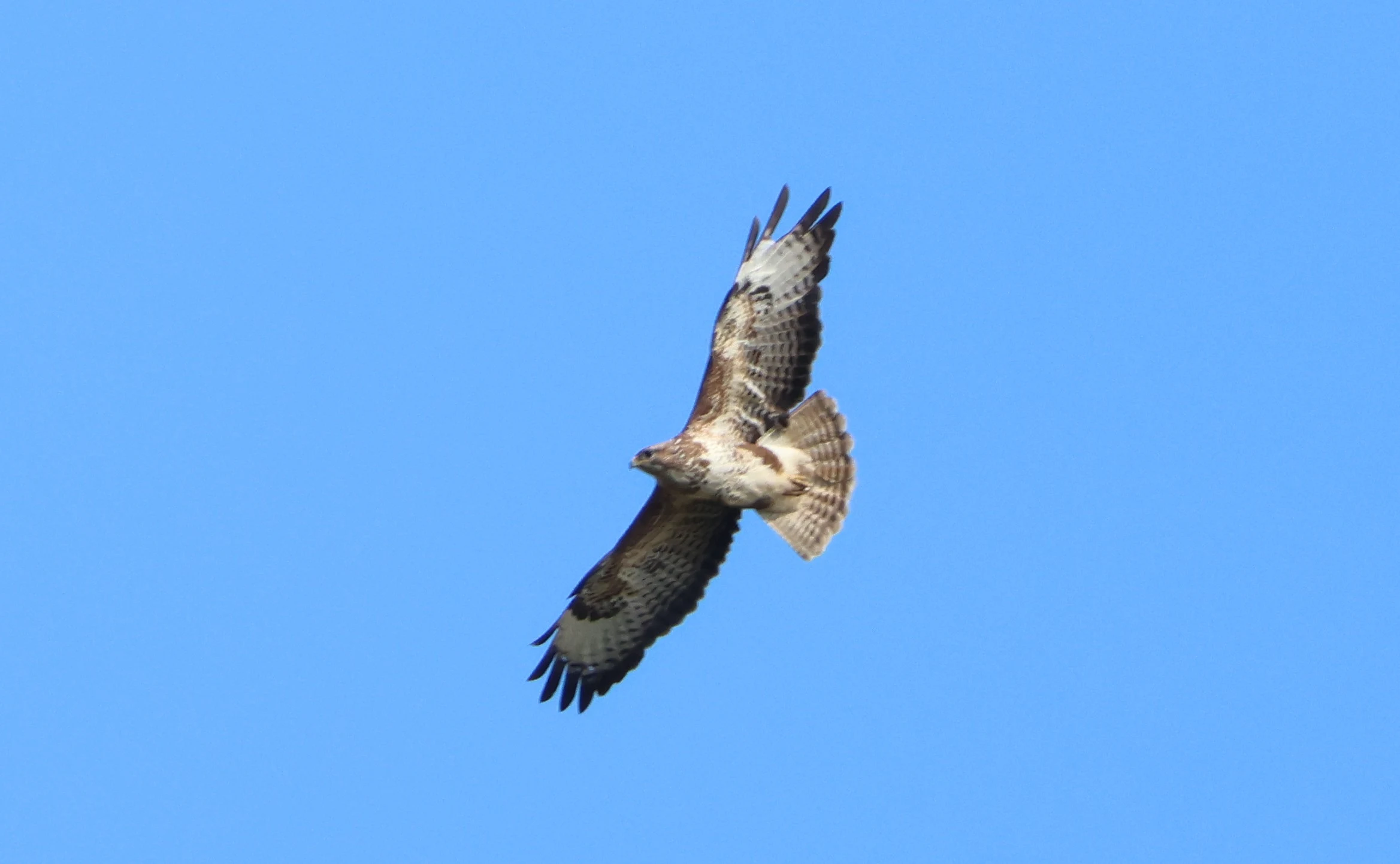 Common buzzard, Bentley Wood, West Dean, Wiltshire, UK — photo by Adam Prugel-Bennett