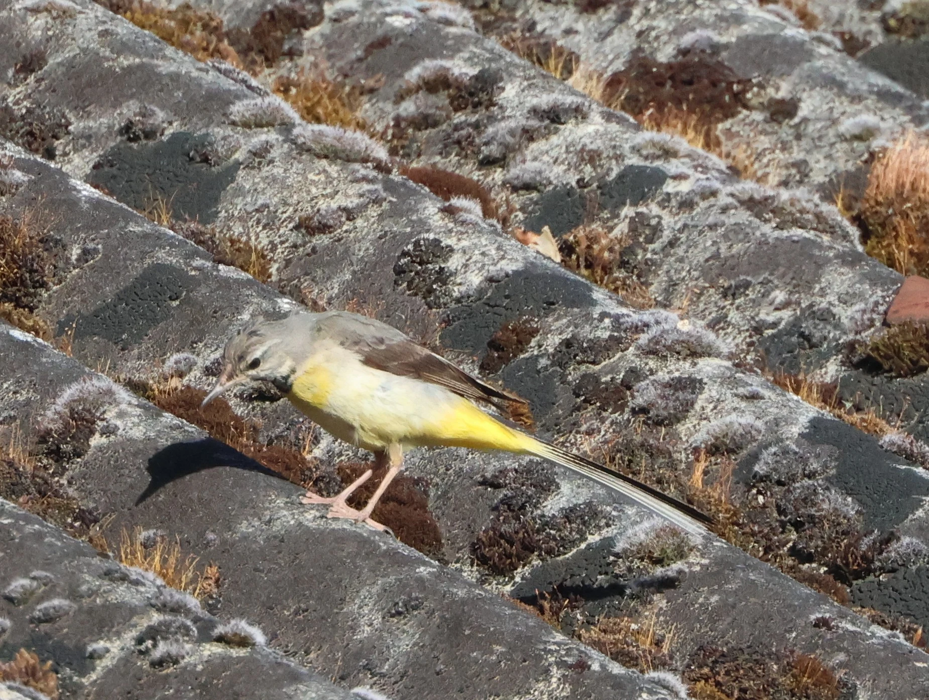 Gray wagtail, Bentley Wood, West Dean, Wiltshire, UK — photo by Adam Prugel-Bennett