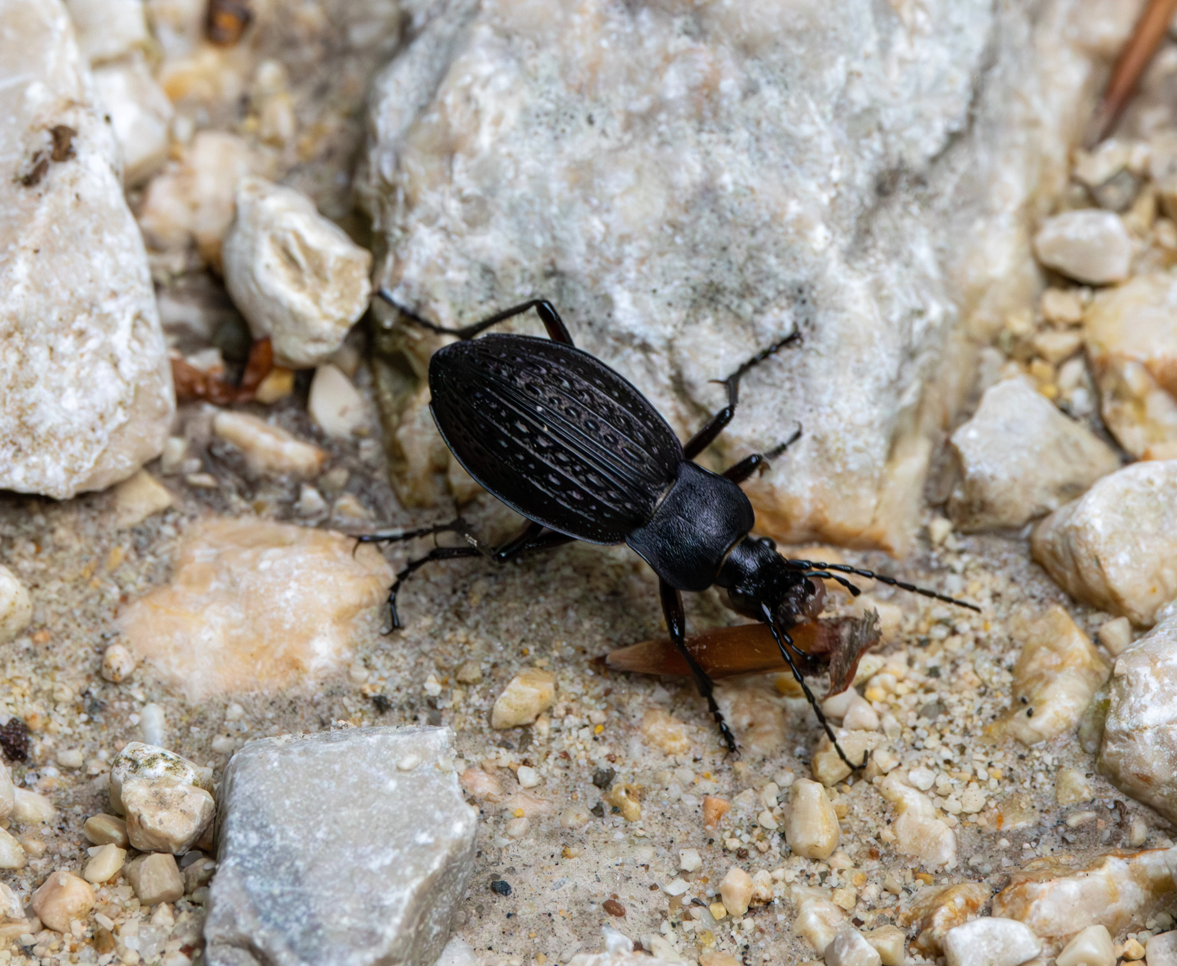 Ground beetle, Transylvania, Romania — photo by Adam Prugel-Bennett