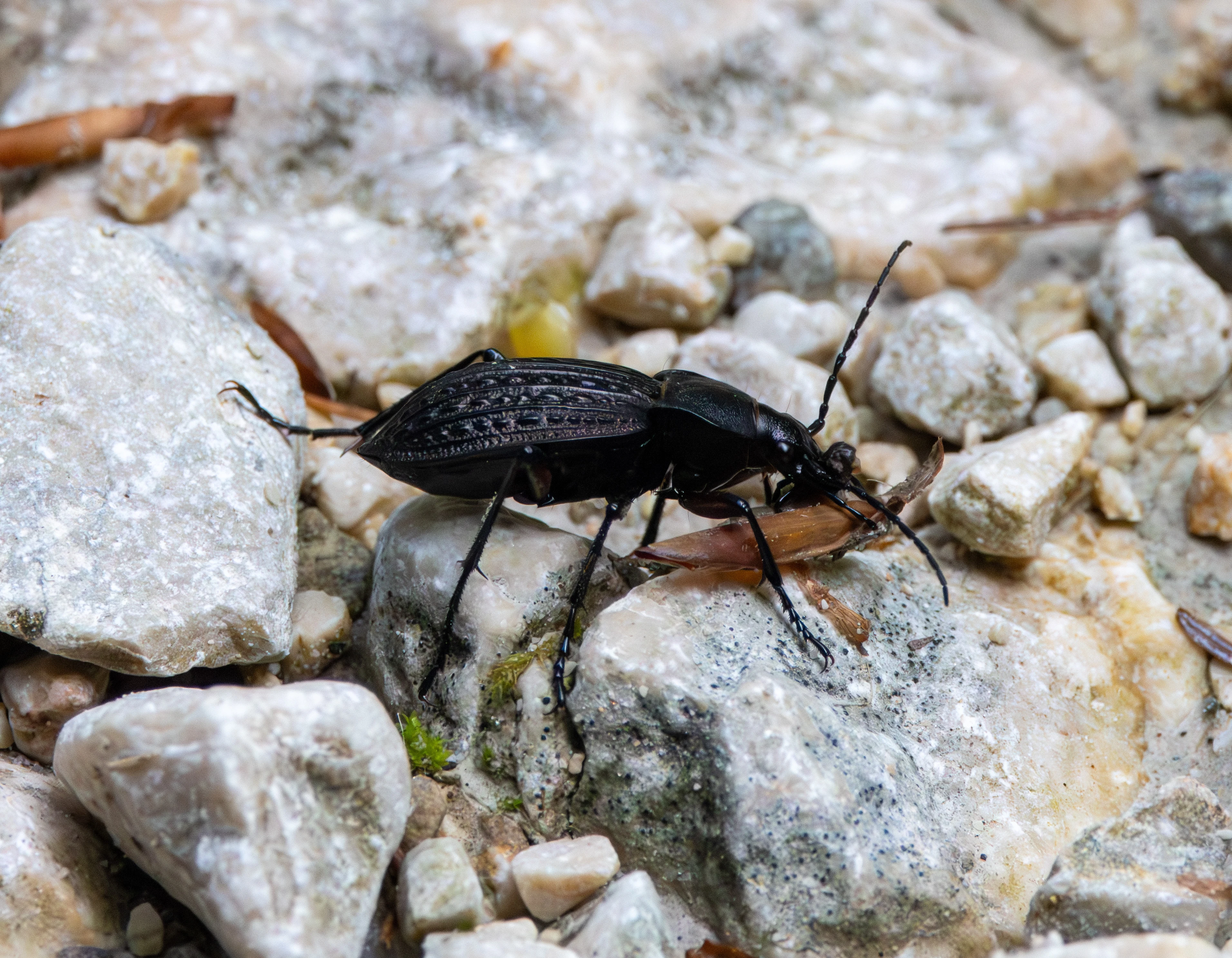 Ground beetle, Transylvania, Romania — photo by Adam Prugel-Bennett