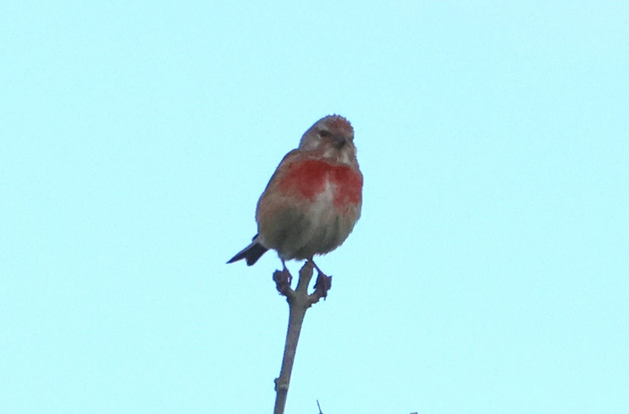 Linnet, Bentley Wood, West Dean, Wiltshire, UK — photo by Adam Prugel-Bennett