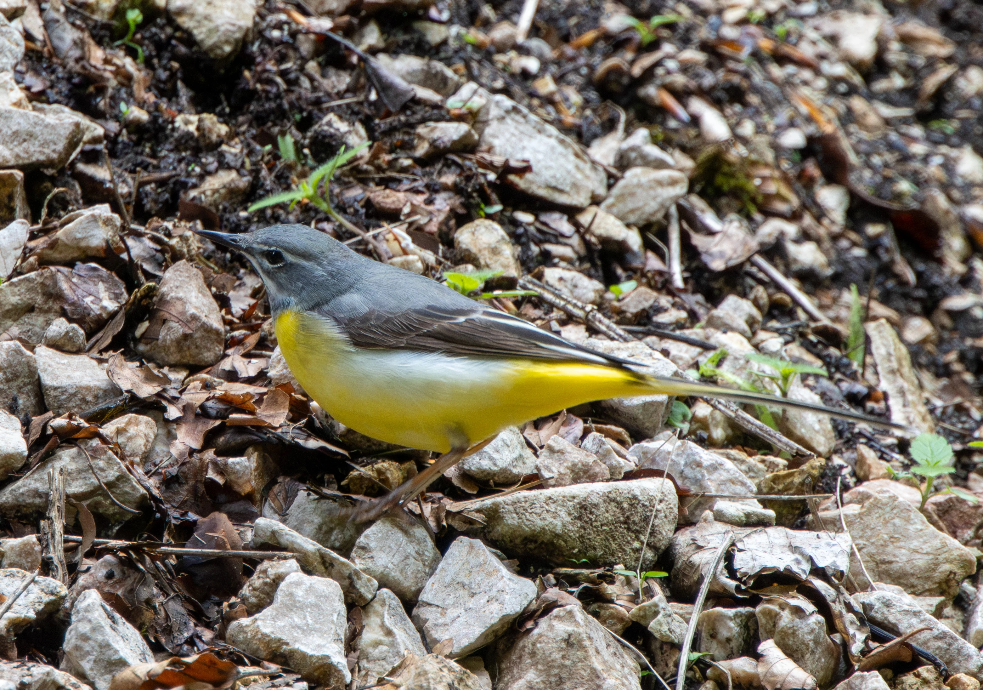 Grey Wagtail, Transylvania, Romania — photo by Adam Prugel-Bennett