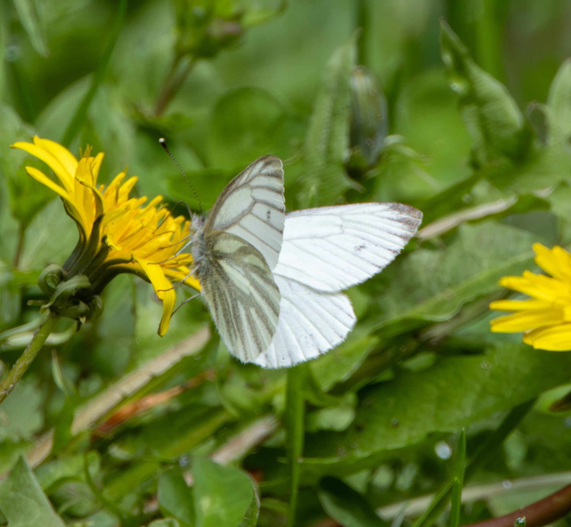 Green-veined White Butterfly, Transylvania, Romania — photo by Adam Prugel-Bennett